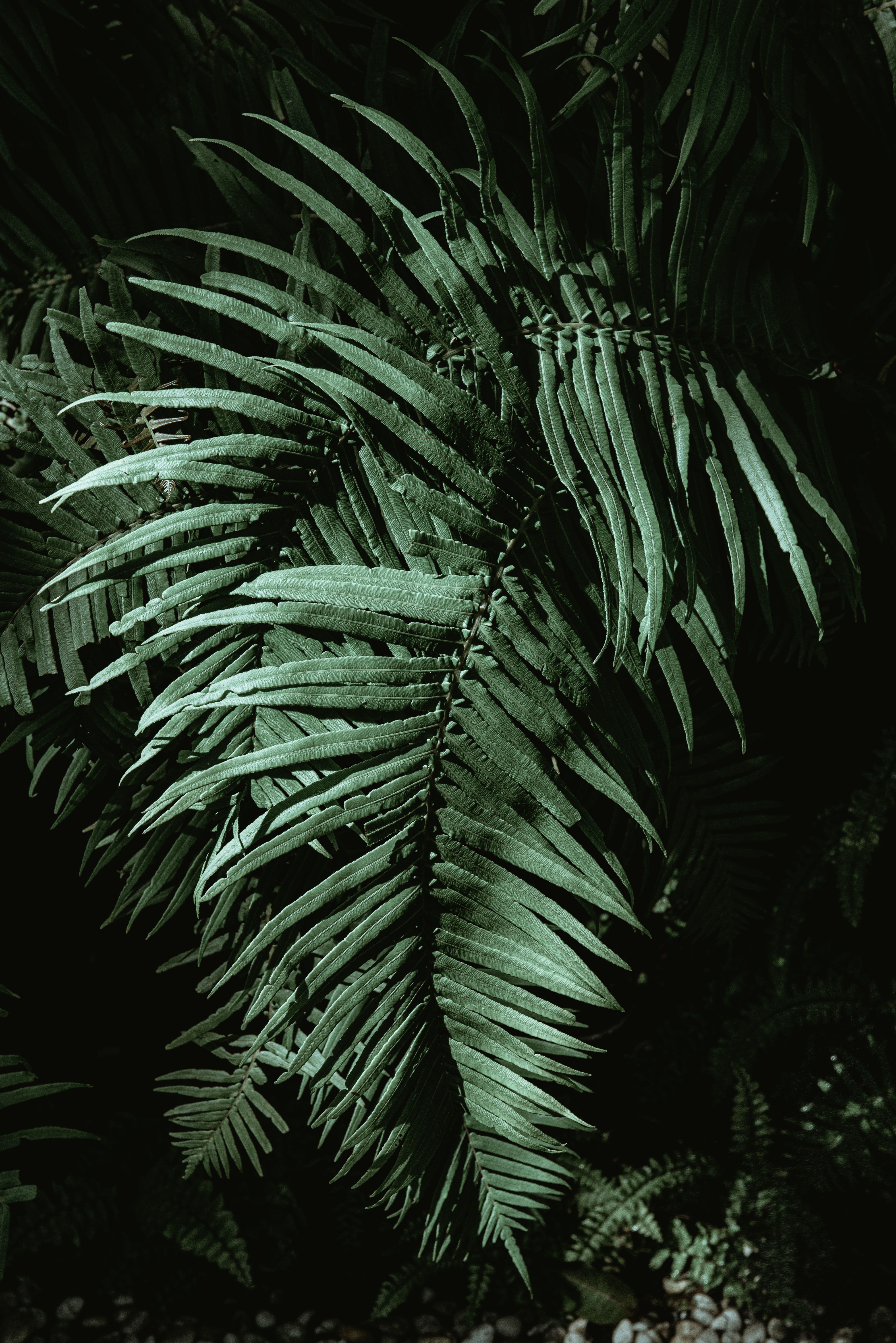 Dark Jungle Photo, Download The BEST Free Dark Jungle & HD Image