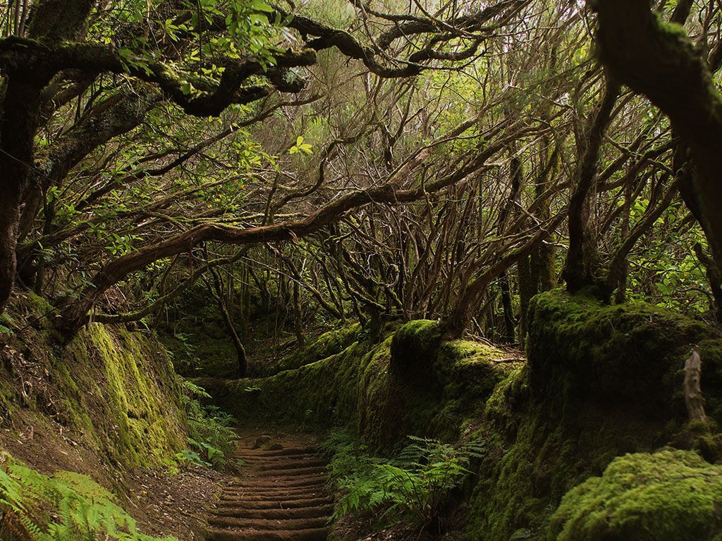 A path in the forest with mossy rocks and trees. - Goblincore