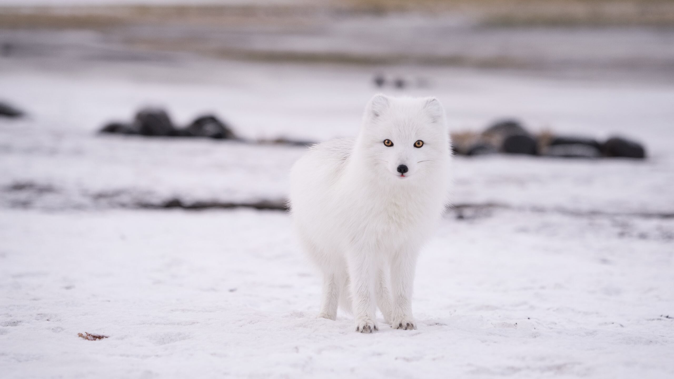 Yellow Eyes White Fox Is Standing In Snow Field Blur Background HD White Aesthetic Wallpaper