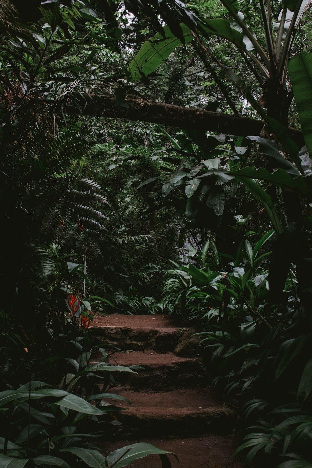 A path in the middle of a dense forest - Jungle
