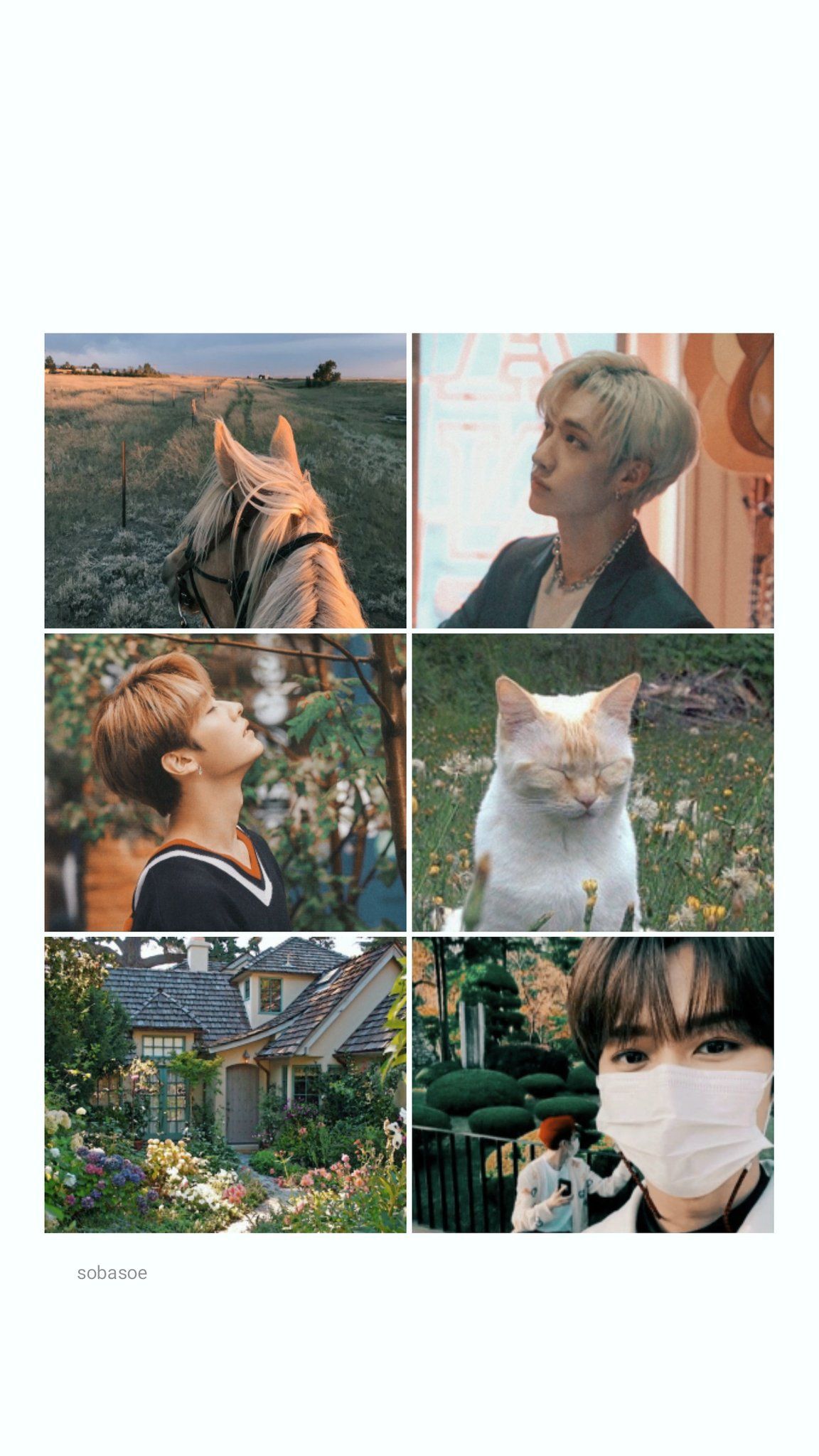 A collage of pictures with different people and animals - Bang Chan