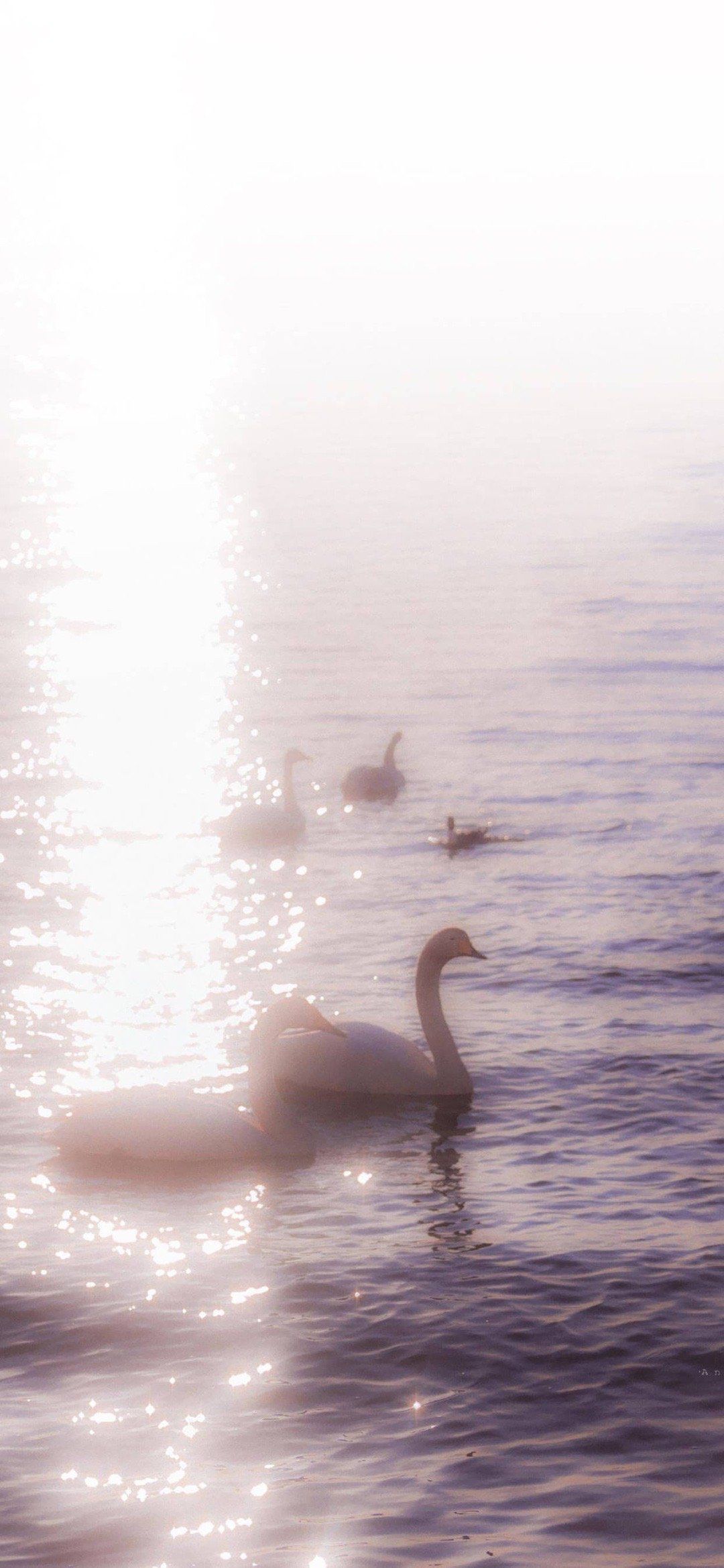 A group of swans floating in the water - Bling