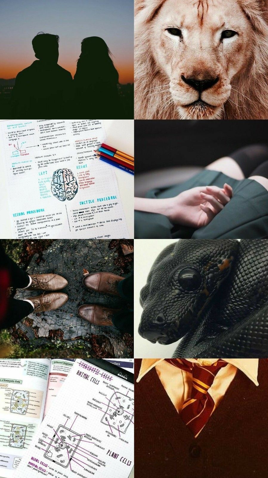 Collage of four images: two people, lion's head, book with diagrams, dragon wearing a tie - Gryffindor