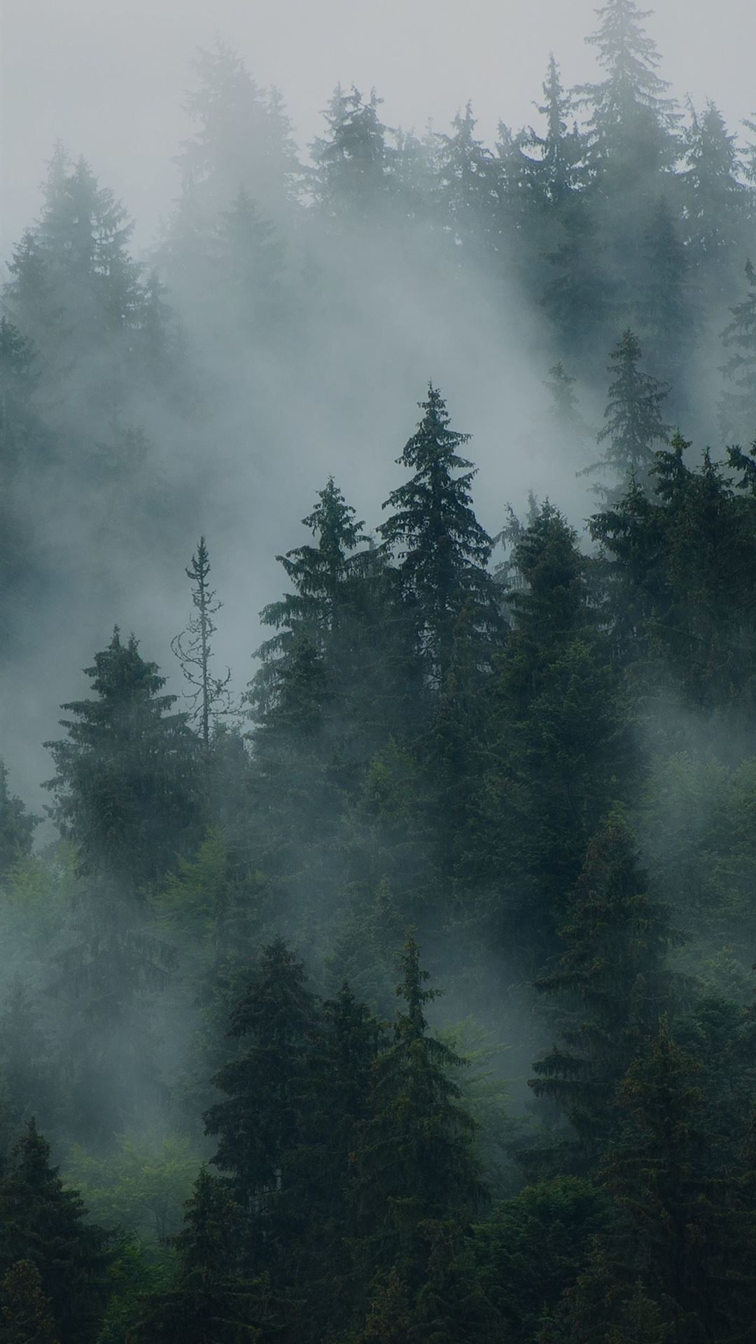 IPhone wallpaper of a foggy forest with pine trees. - Fog
