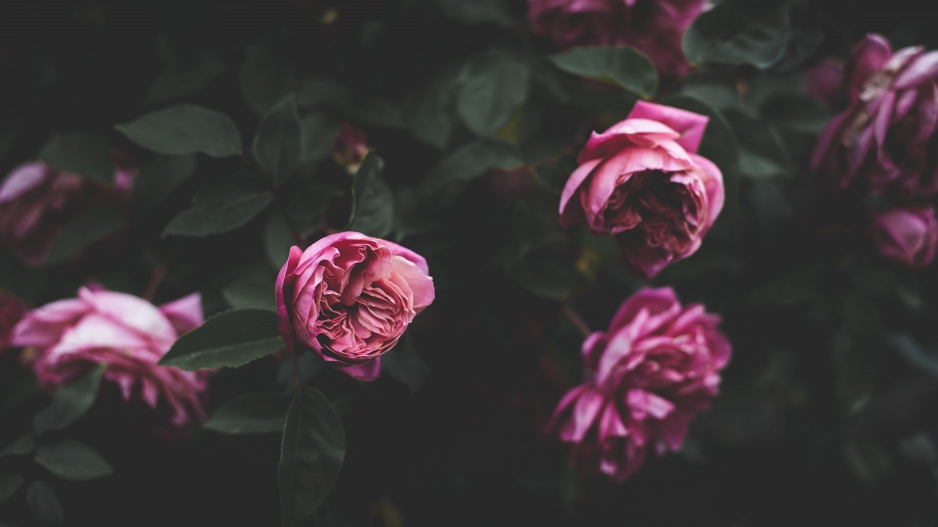 A beautiful image of pink roses on a dark background. - 1920x1080, garden