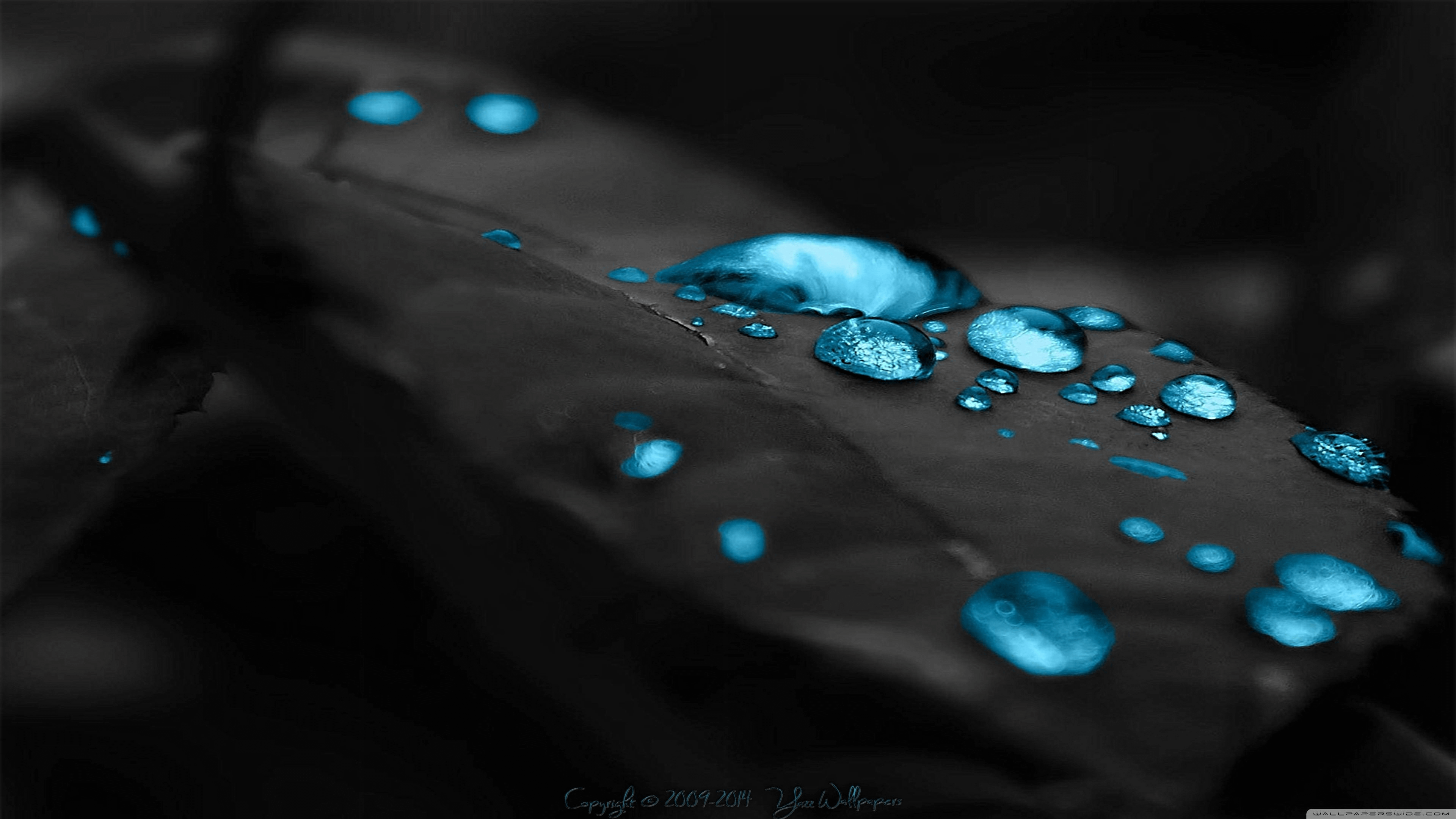 Blue drops on a leaf wallpaper - Nature wallpapers - #33200 - Glossy