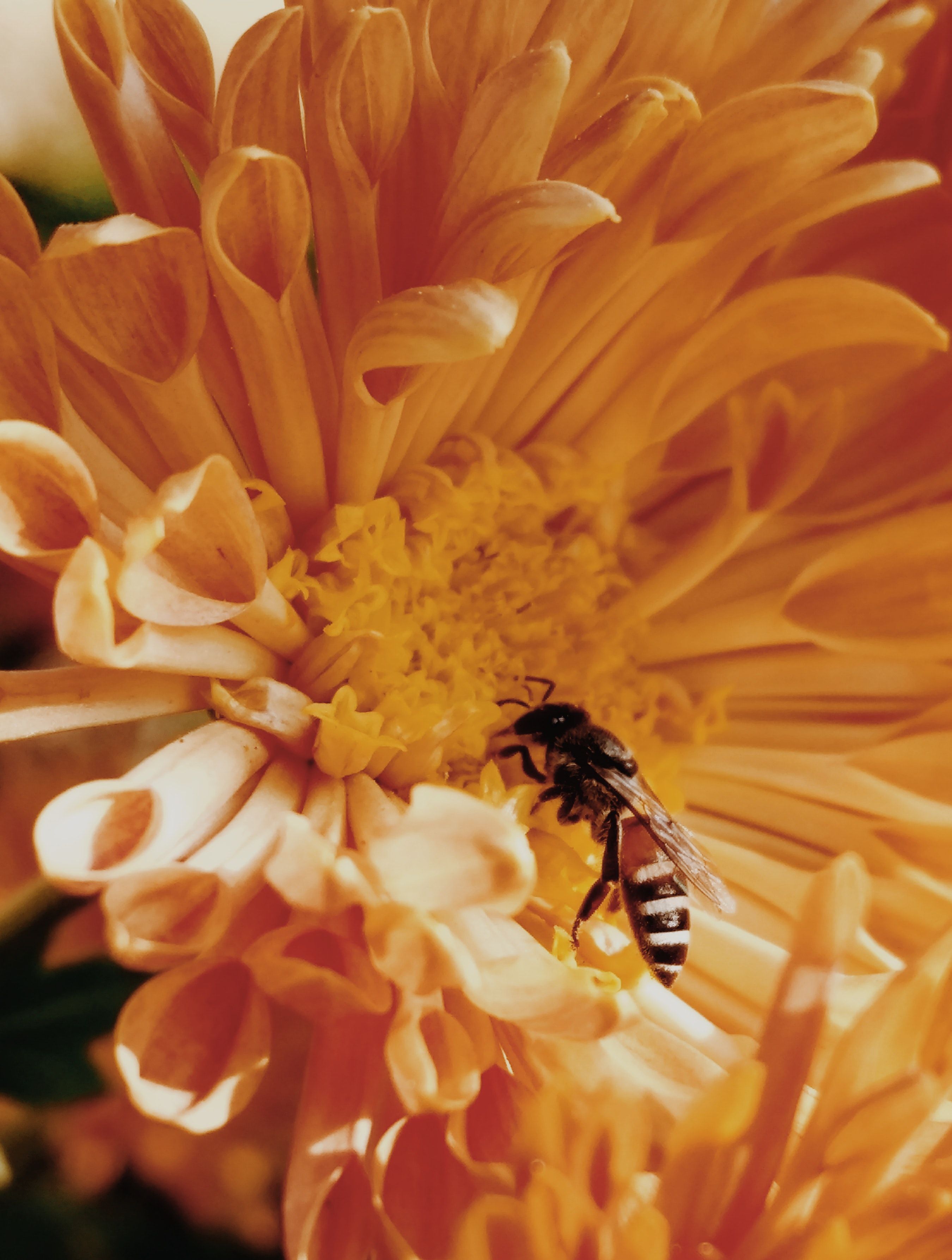 Honey Bee Photo, Download The BEST Free Honey Bee & HD Image