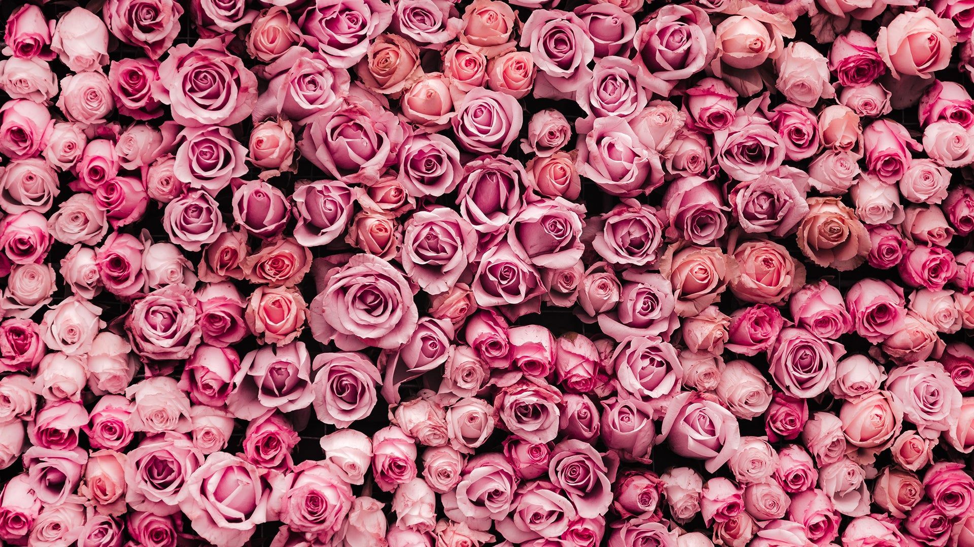 A wall of pink roses. - Roses, Valentine's Day