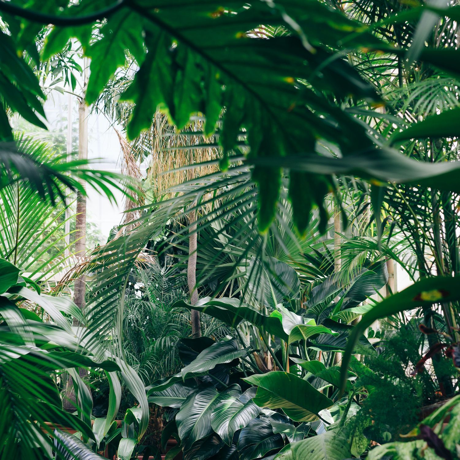 A dense jungle of green palm leaves - Jungle