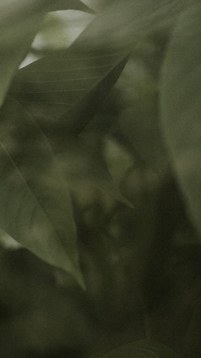 Dark leaf background jungle aesthetic