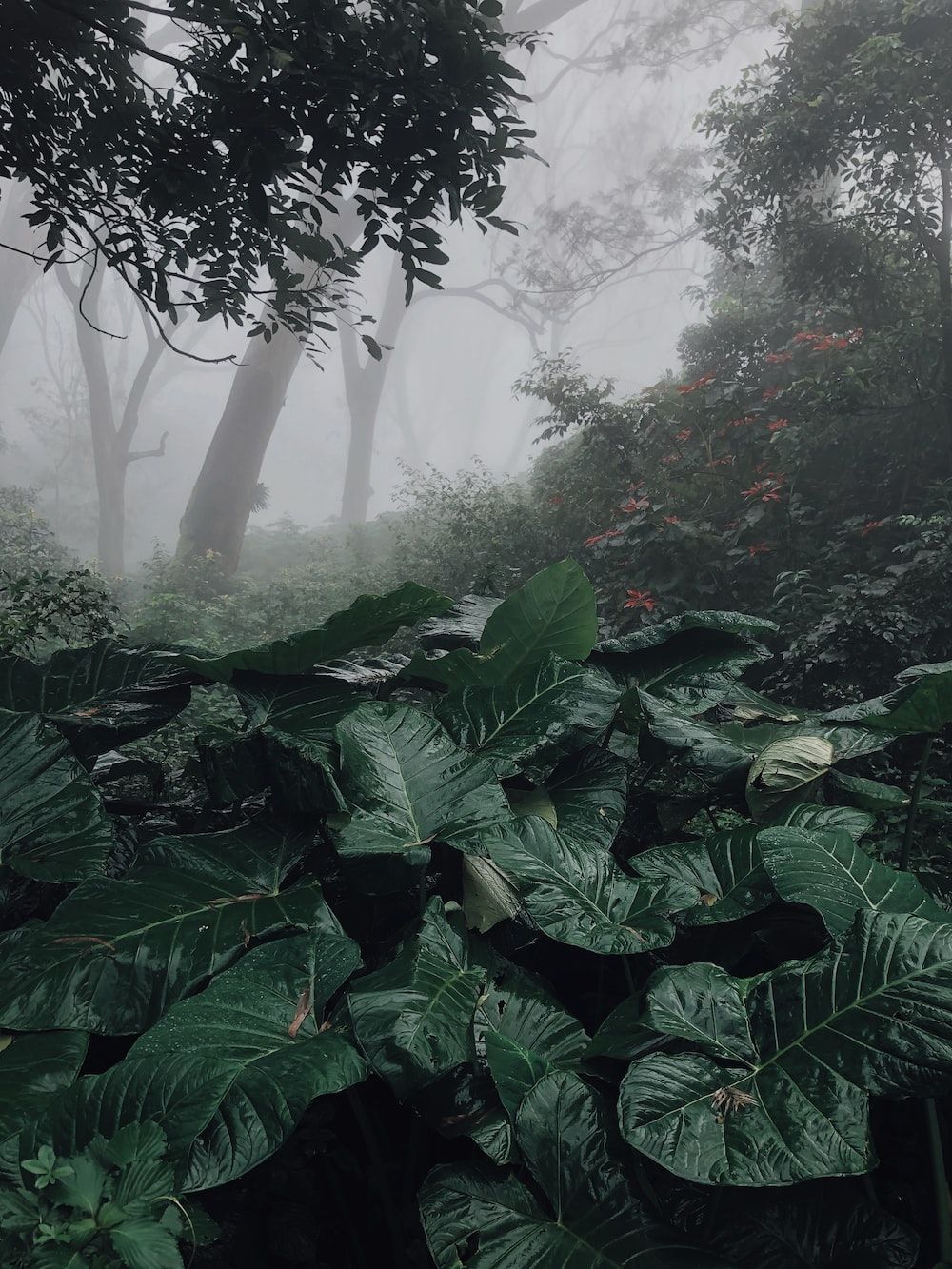 Tropical Rainforest Picture. Download Free Image