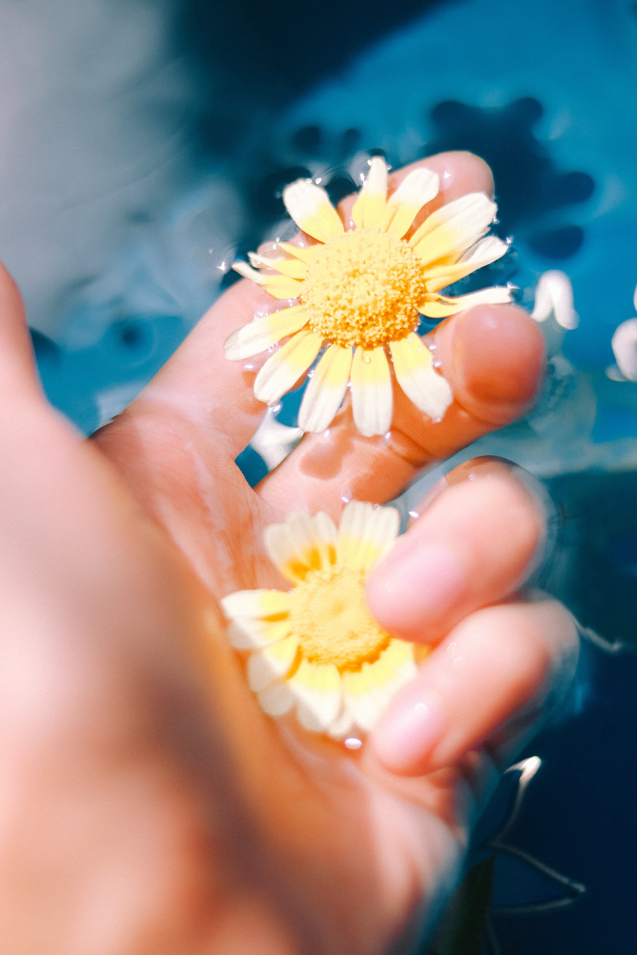A person holding two flowers in their hand - Flower, photography, iPhone, daisy, spring, cute iPhone, couple, profile picture