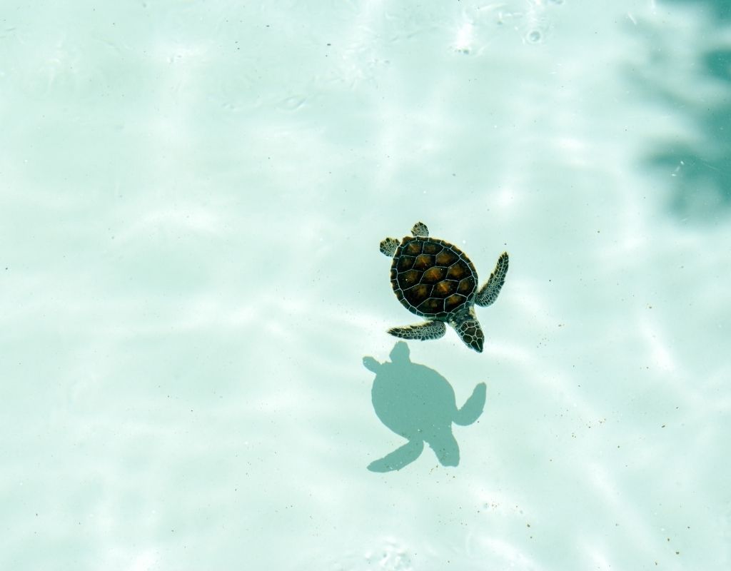 A turtle swimming in the water - Sea turtle