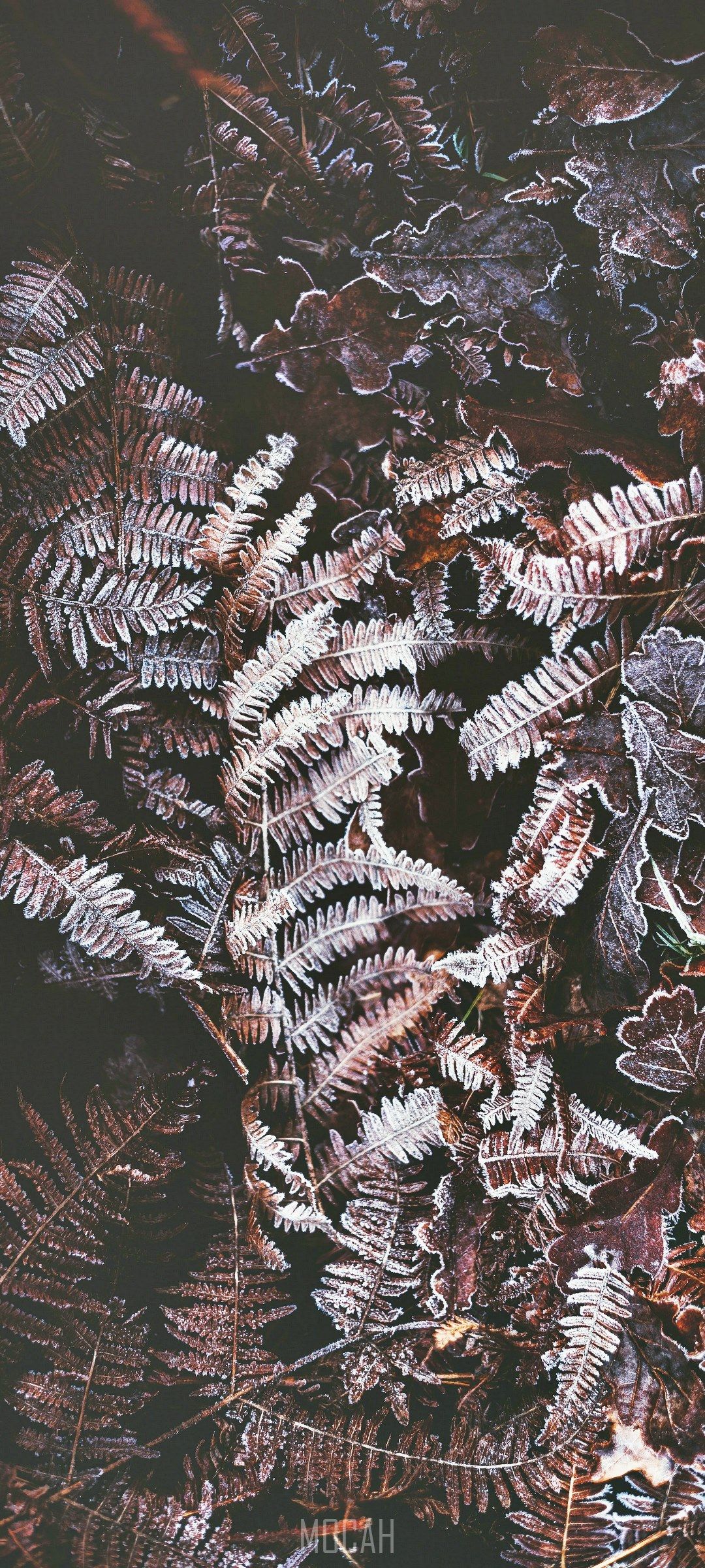 frosty ferns, Realme 6S HD download, 1080x2400 Gallery HD Wallpaper