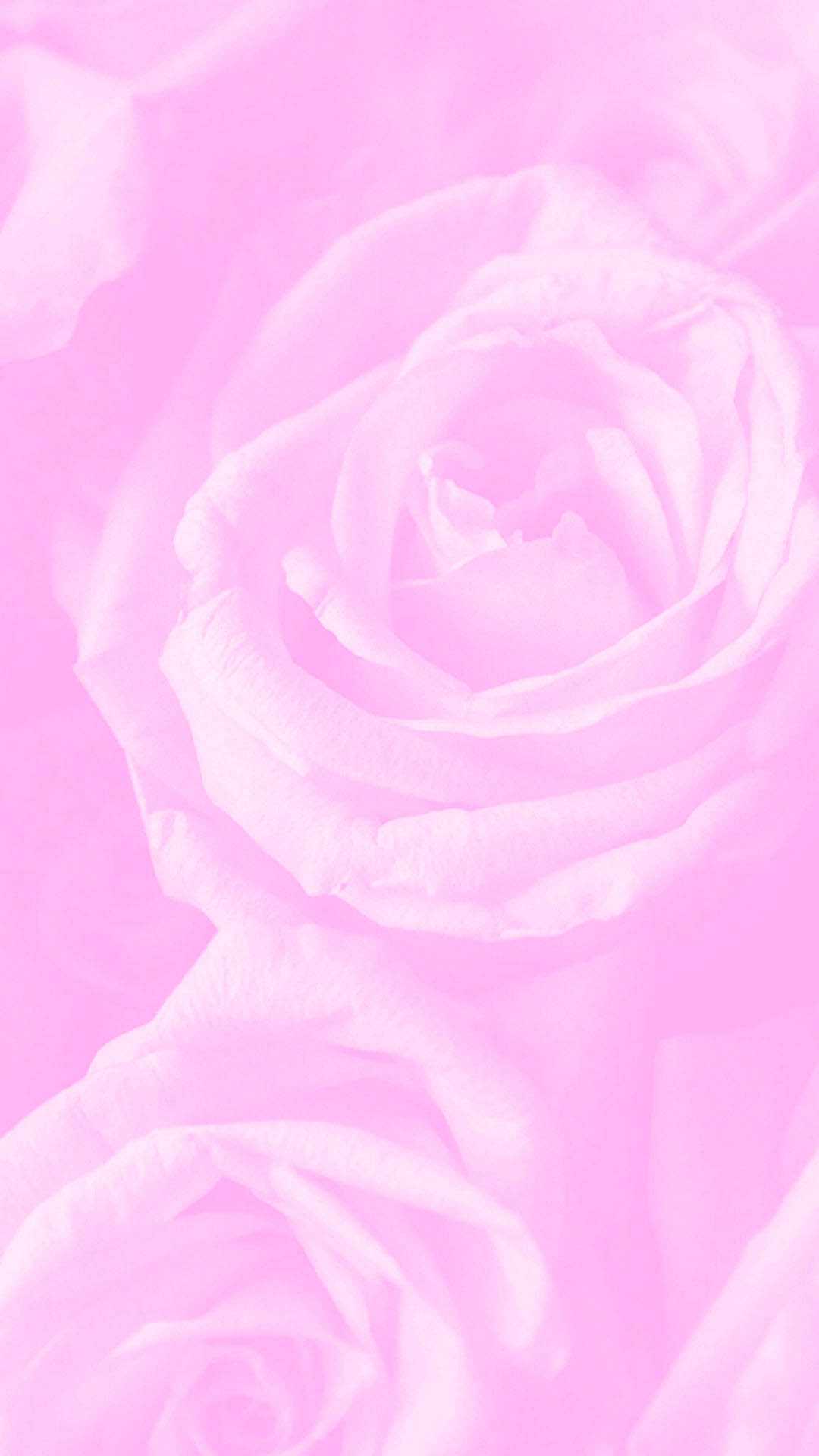 IPhone wallpaper with beautiful flowers, pink roses, iPhone 6 plus wallpaper, iPhone 6 wallpaper, pretty iPhone wallpaper, rose wallpaper, iPhone 6 wallpaper, iPhone 5 wallpaper, iPhone 4 wallpaper, rose iPhone wallpaper, pink wallpaper, girly wallpaper, iPhone wallpaper, iPhone background, iPhone home screen wallpaper, iPhone lock screen wallpaper, iPhone background, iPhone home screen background, iPhone lock screen background, girly iPhone wallpaper, girly iPhone background, girly iPhone home screen wallpaper, girly iPhone lock screen wallpaper, girly iPhone background, girly iPhone home screen background, girly iPhone lock screen background - Light pink, soft pink