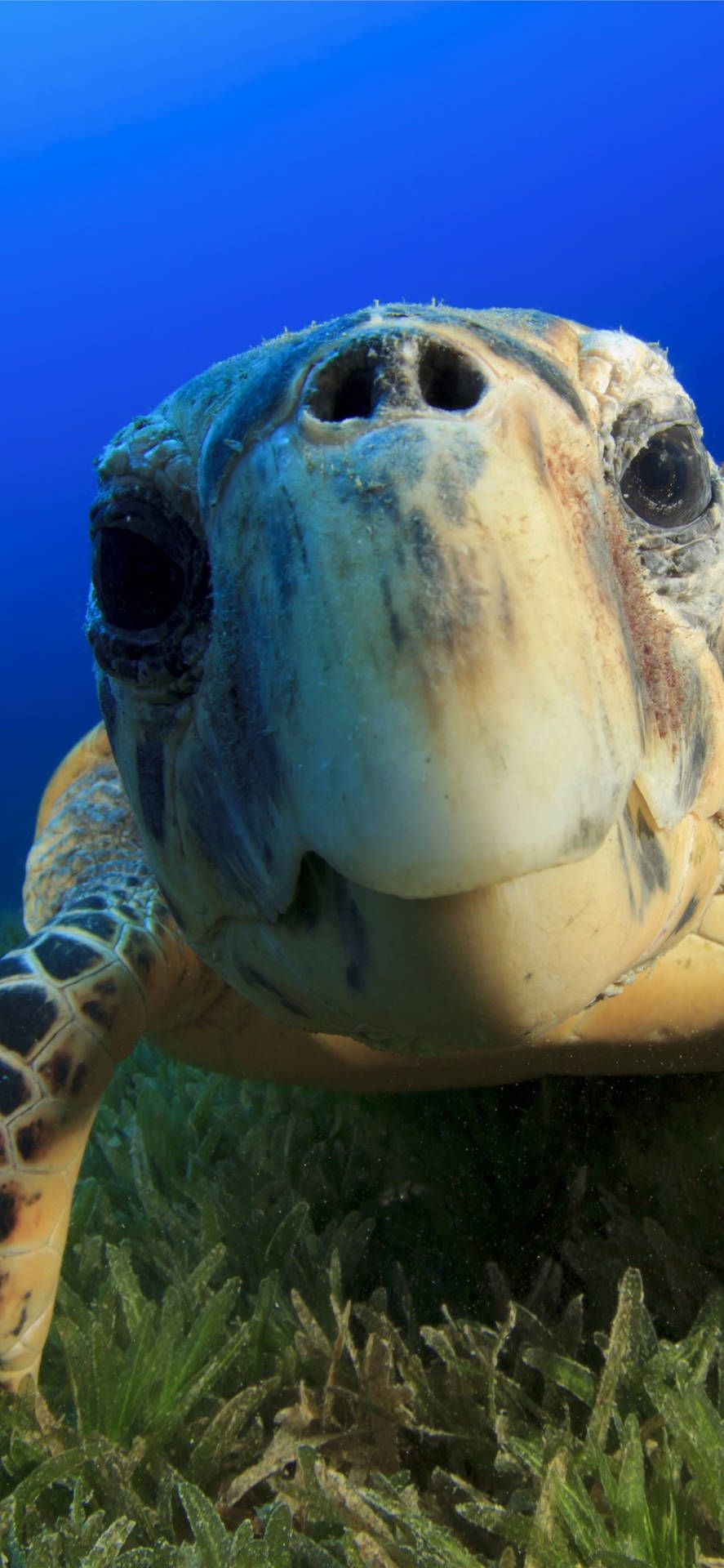 Download Sea Turtle iPhone Wallpaper
