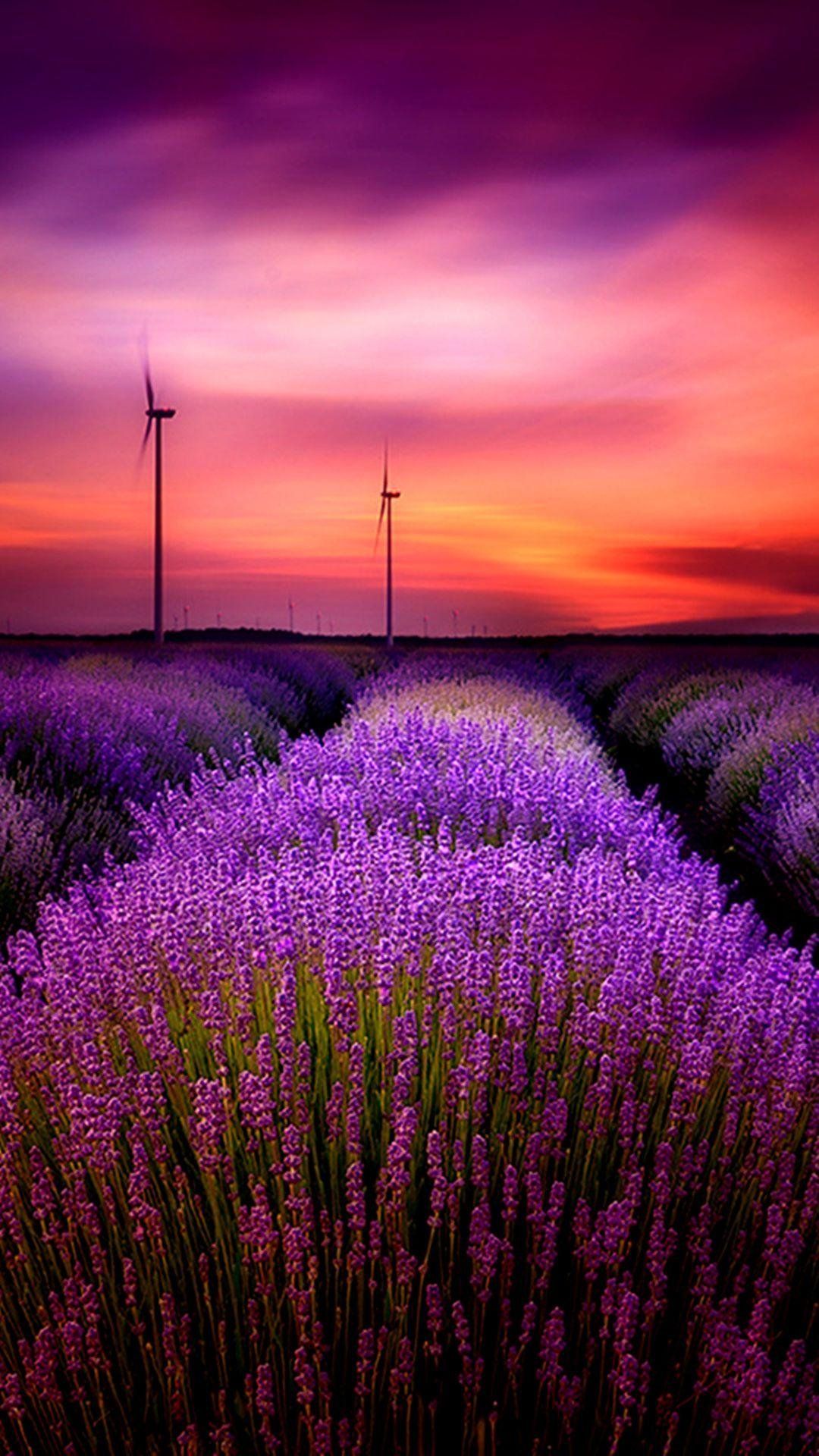 Lavender field with windmills in the background at sunset - Lavender, farm