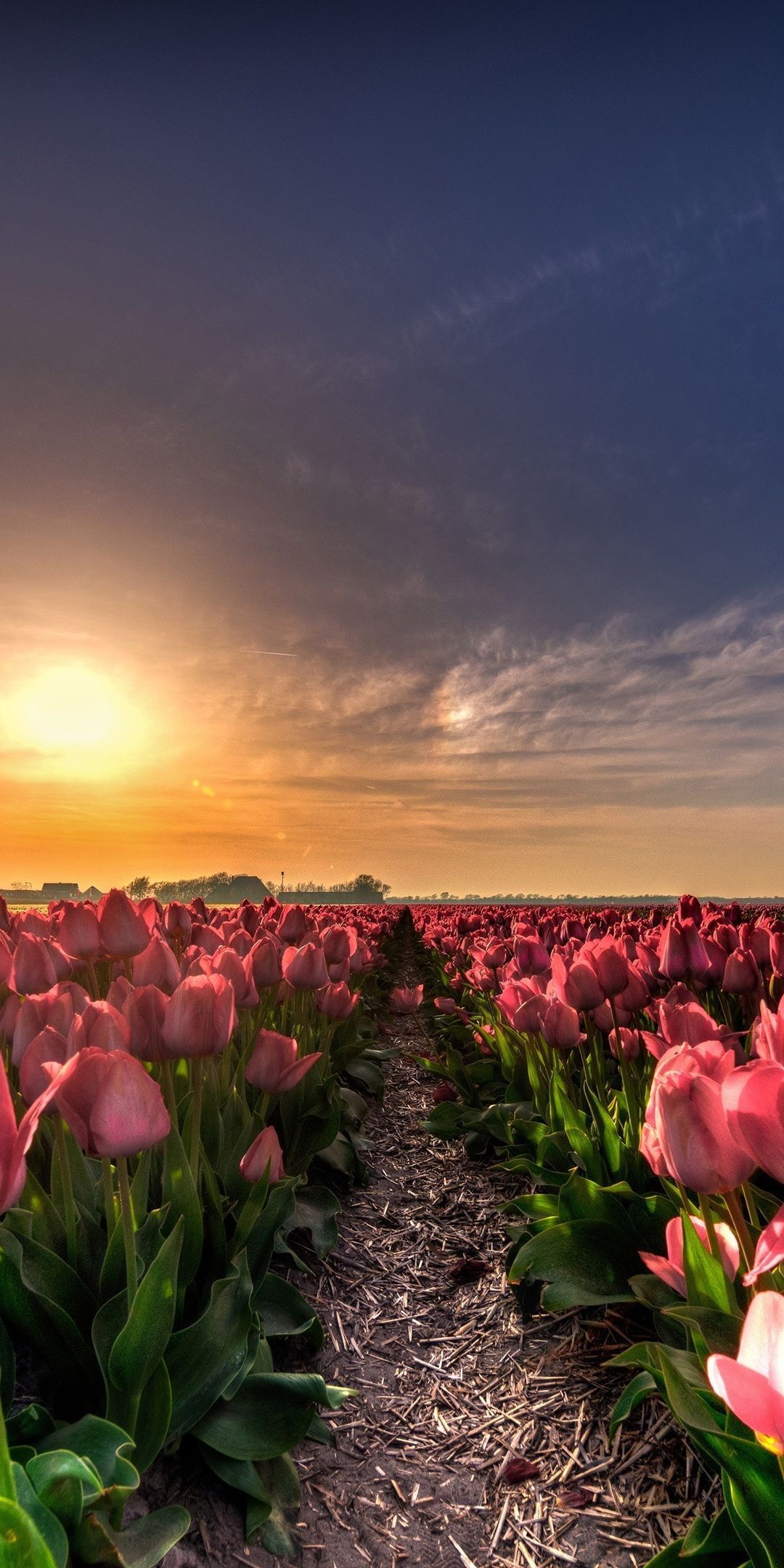 Farm, flowers, tulip, sunset, 1080x2160 wallpaper. Pretty landscapes, Field wallpaper, Spring wallpaper