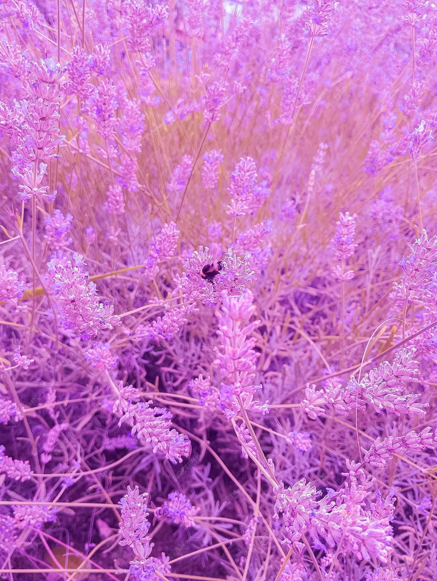 A purple plant with a bee on it - Lavender