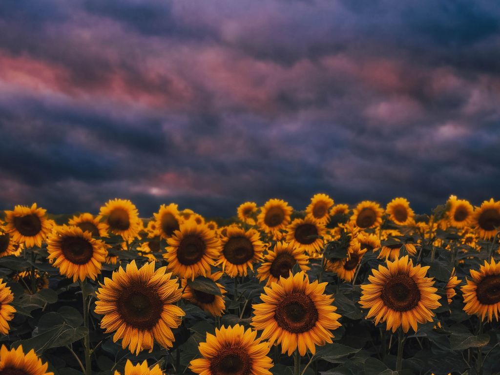 Wallpaper sunflower farm, sunset, cloudy day desktop wallpaper, HD image, picture, background, 18096e - Farm