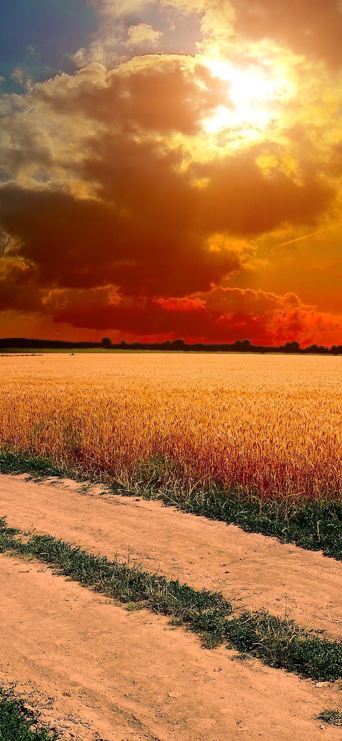 A dirt road through a field of wheat at sunset - Farm