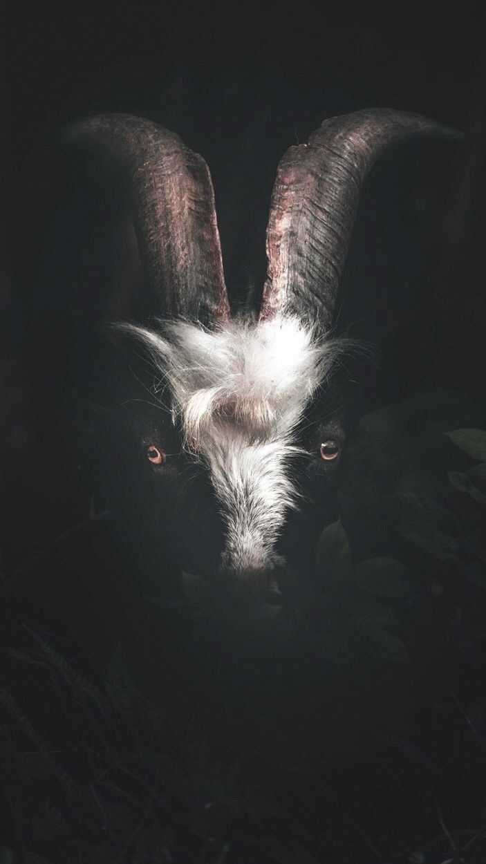 A black goat with long horns looks out from the darkness. - Witch