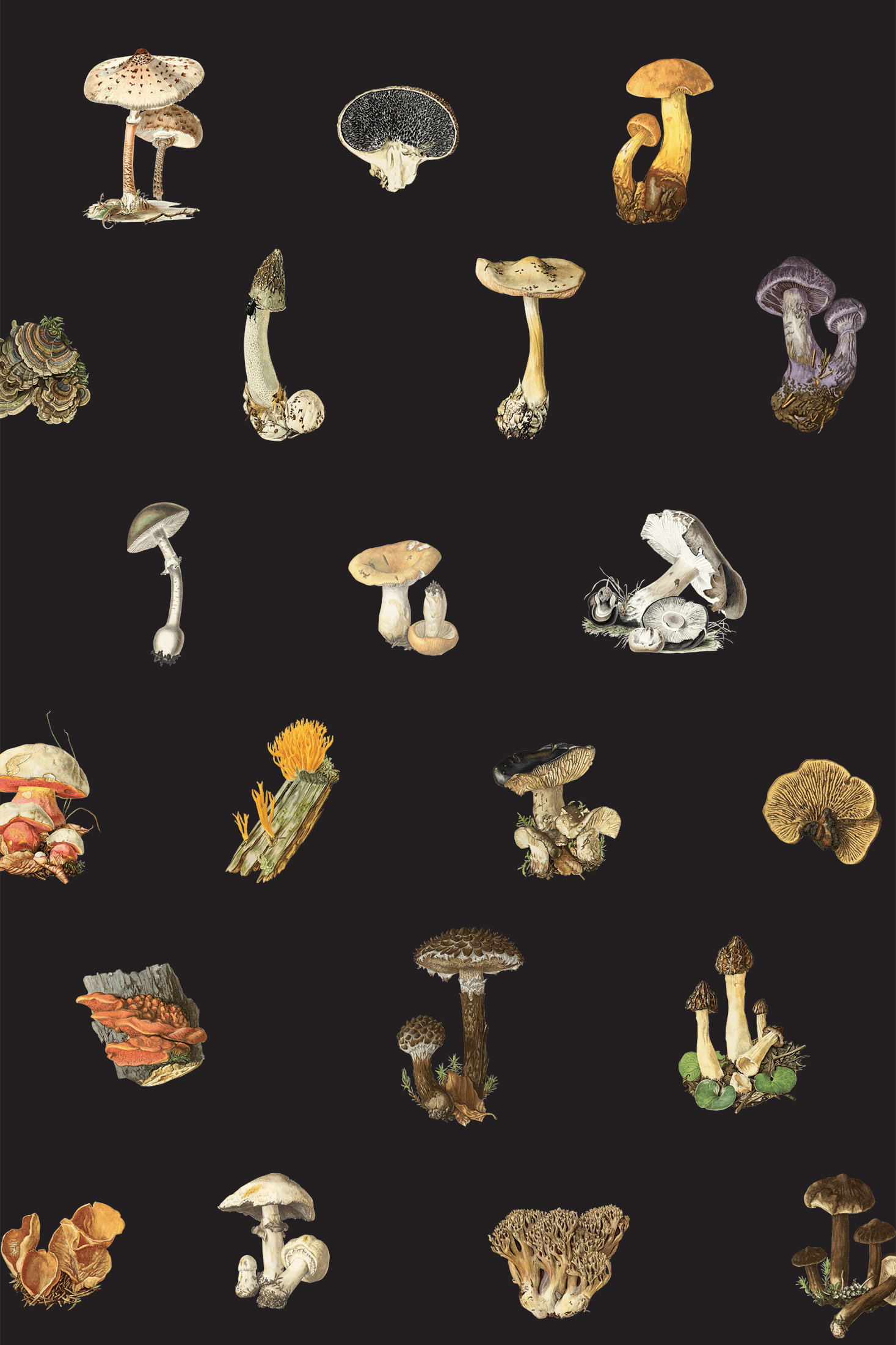 A pattern of different types of mushrooms on a black background - Magic