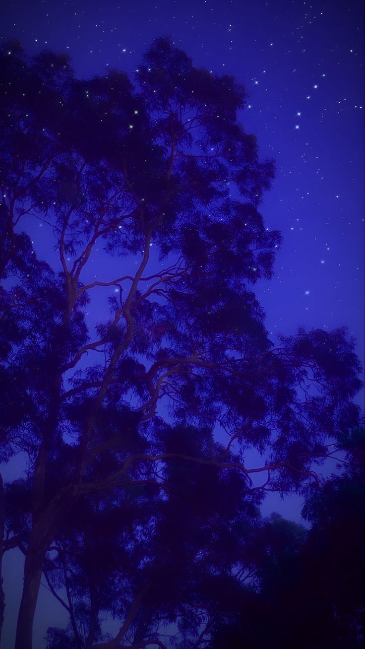 A night sky with a purple hue and stars above a silhouette of a tree. - Magic