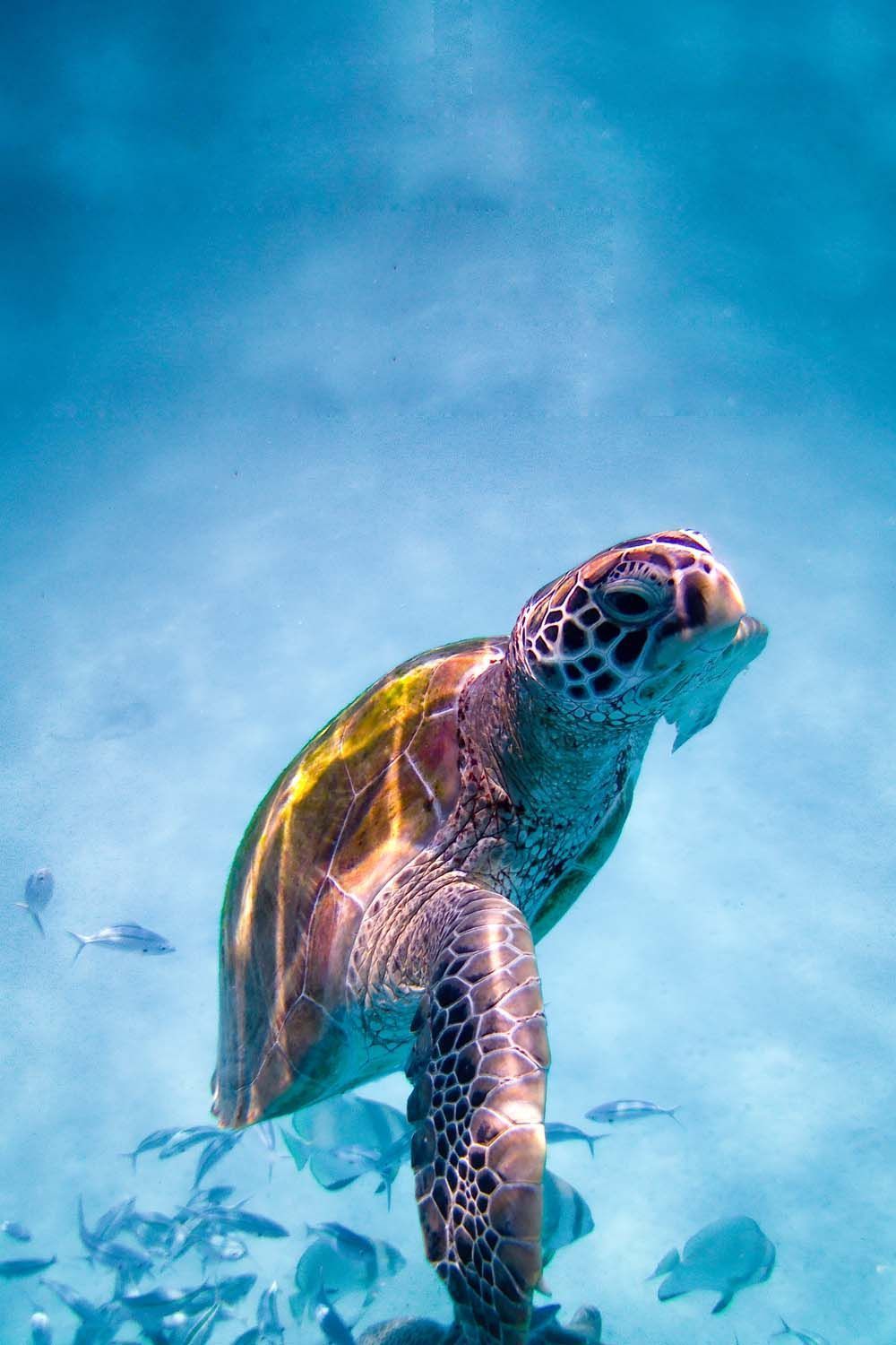 A turtle swimming in the ocean with fish around it - Sea turtle, turtle