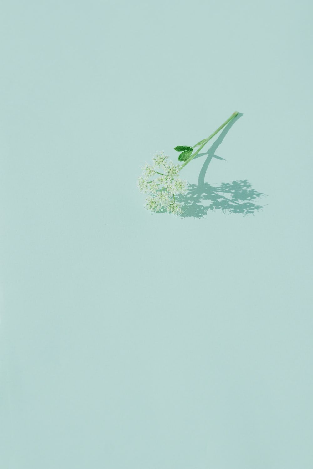 White flower on green surface - Pastel green