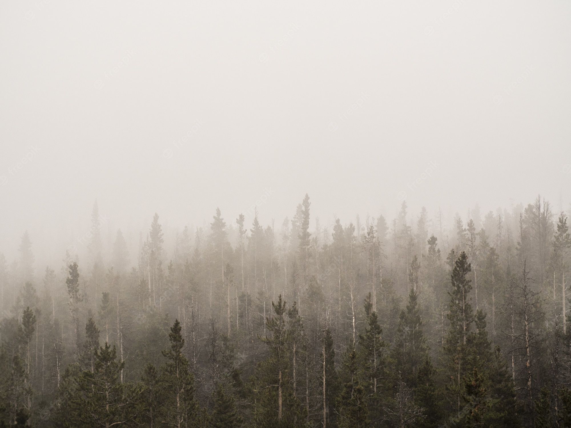 A forest of trees shrouded in fog - Fog