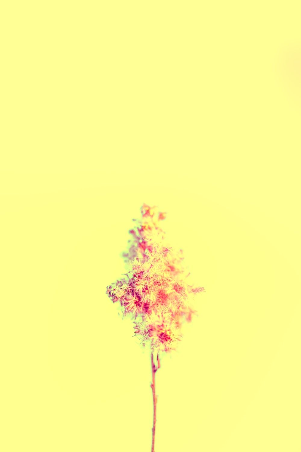 A single flower in a vase on a yellow background photo