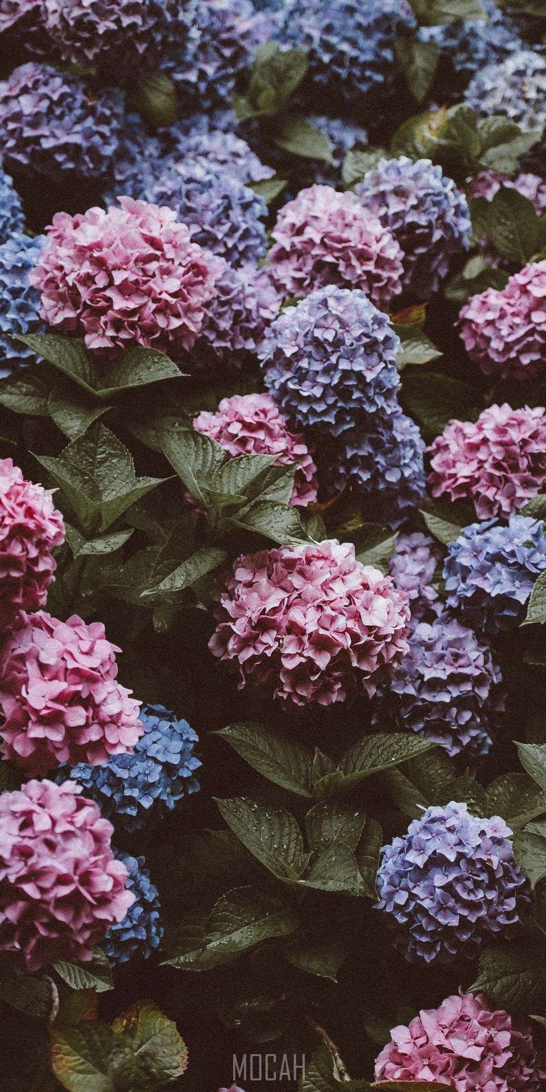 flower hydrangea blue and pink hd, Nokia 7 Plus wallpaper 1080p, 1080x2160 Gallery HD Wallpaper