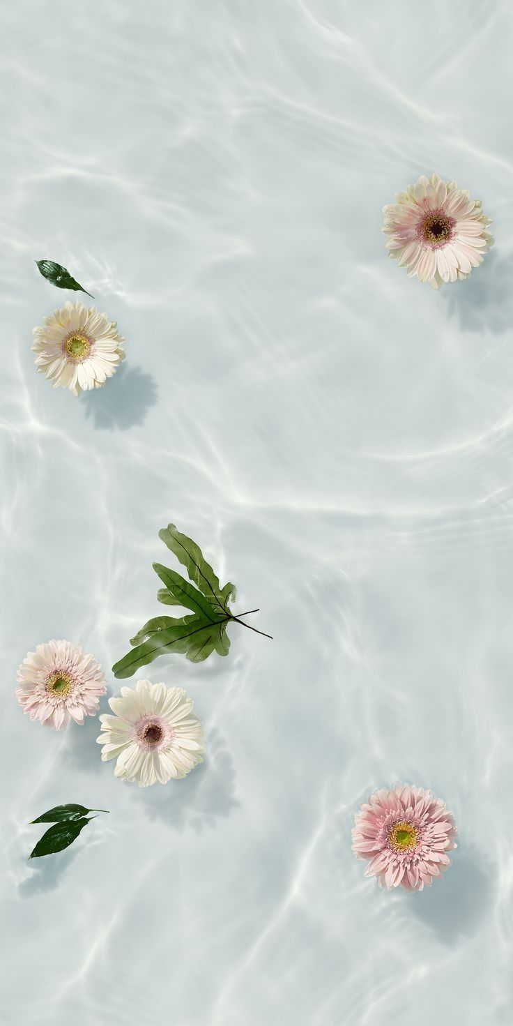 IPhone wallpaper of flowers floating in a pool of water - Calming