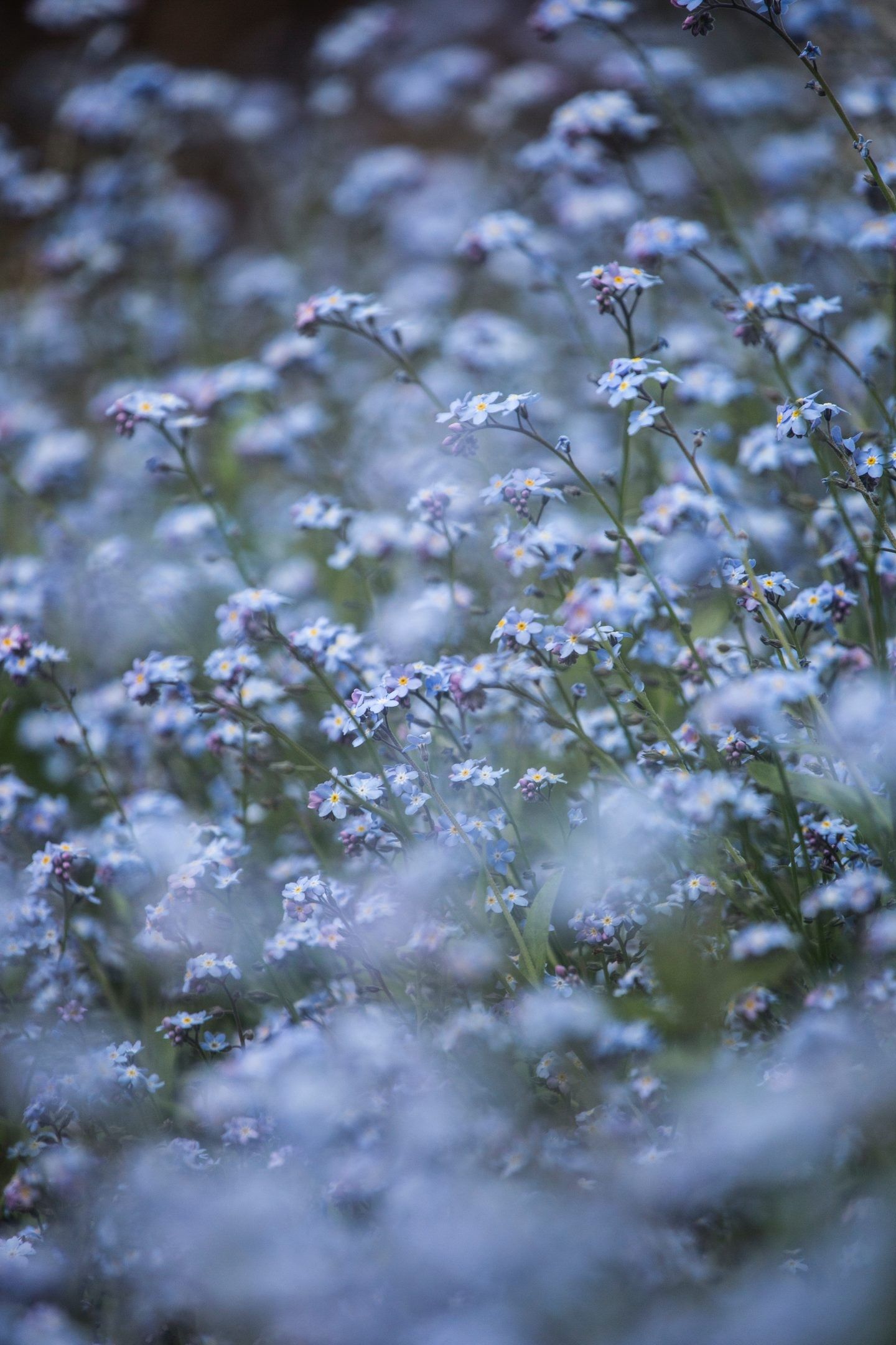 A field of blue flowers with a blurred background - Flower, clean