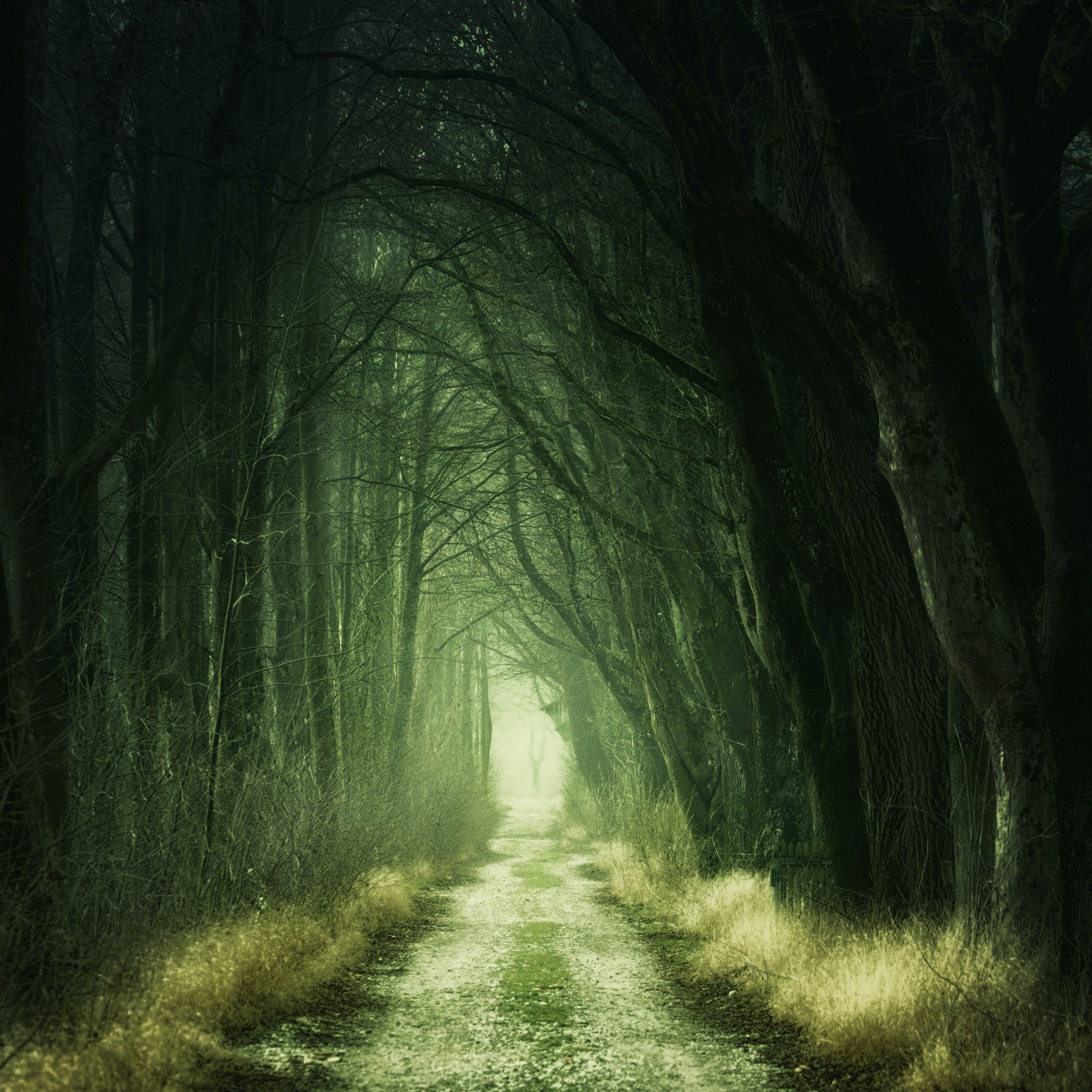 Forest Wallpaper 4K, Aesthetic, Path, Fall, Calm