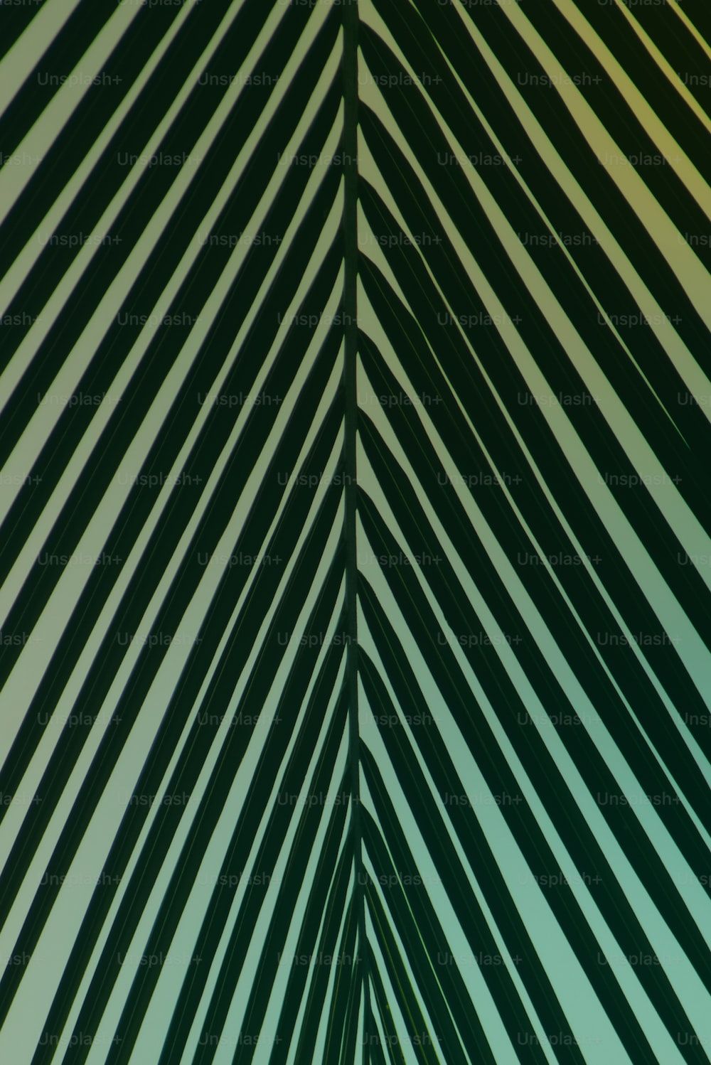 Close up of a palm leaf showing the ribs and the fan shaped section. - Dark green