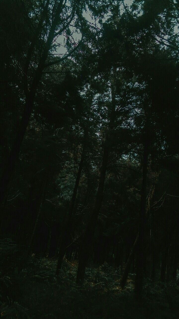 A dark forest with tall trees. - Dark green