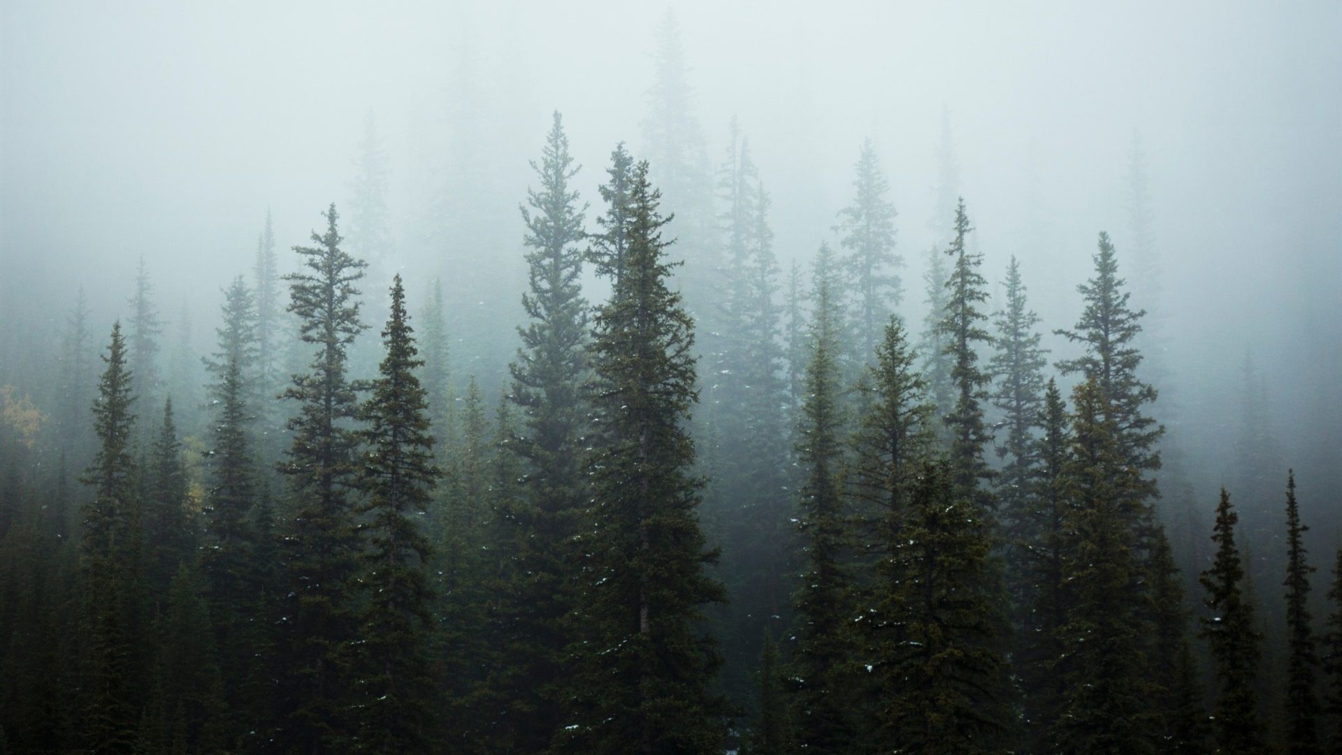 A group of trees in the fog - Fog