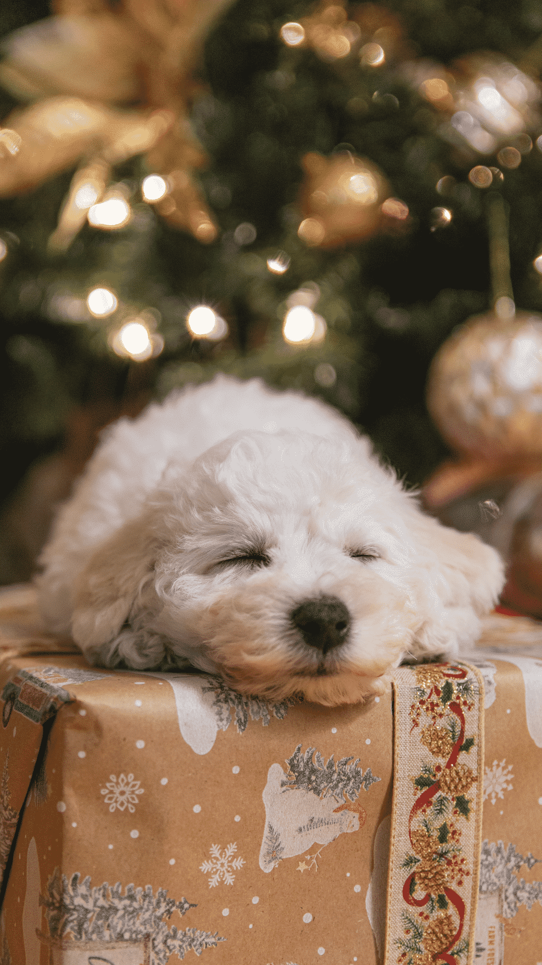A small white dog sleeping on top of a present in front of a Christmas tree. - Cute Christmas