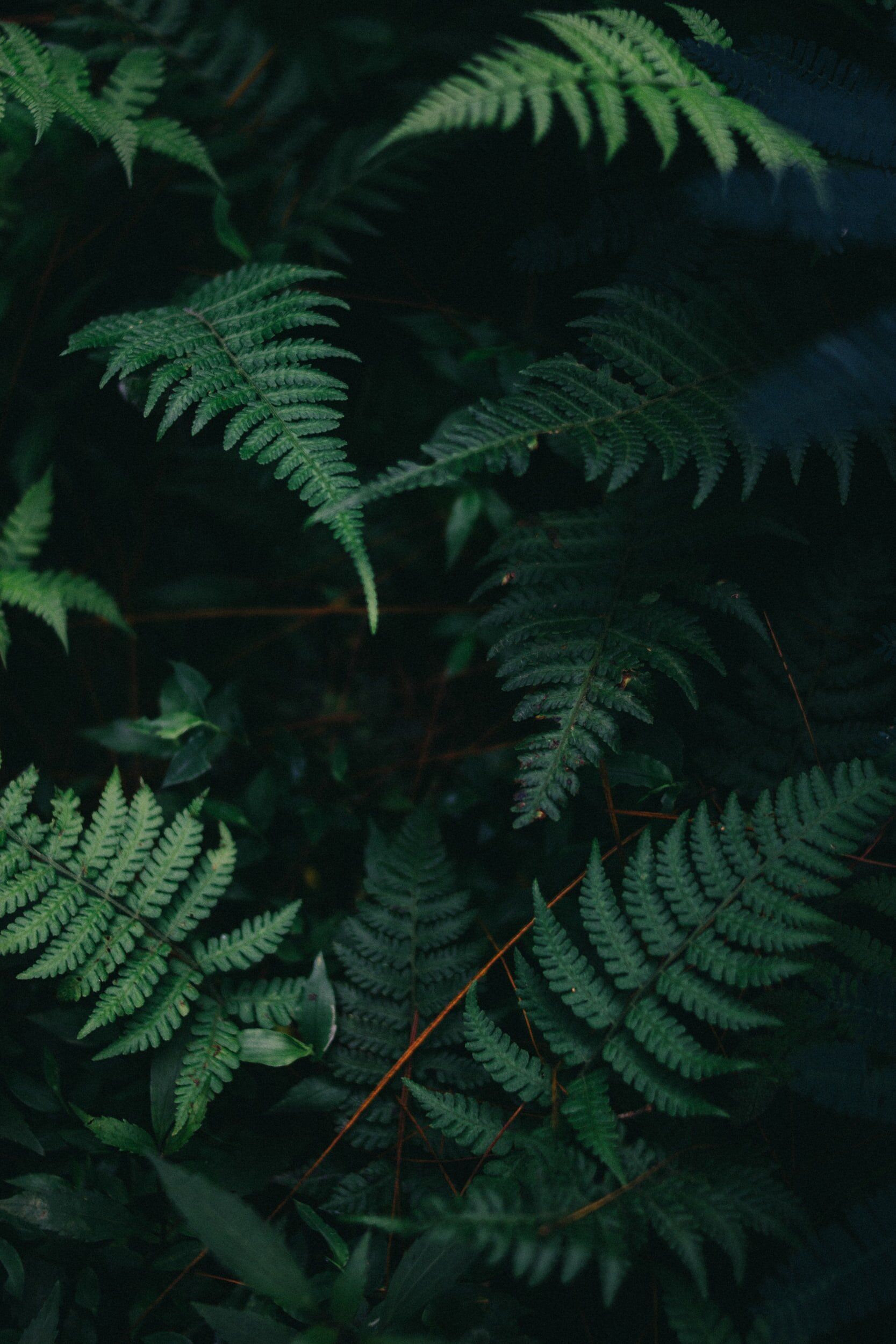 Green ferns in the forest - Calming