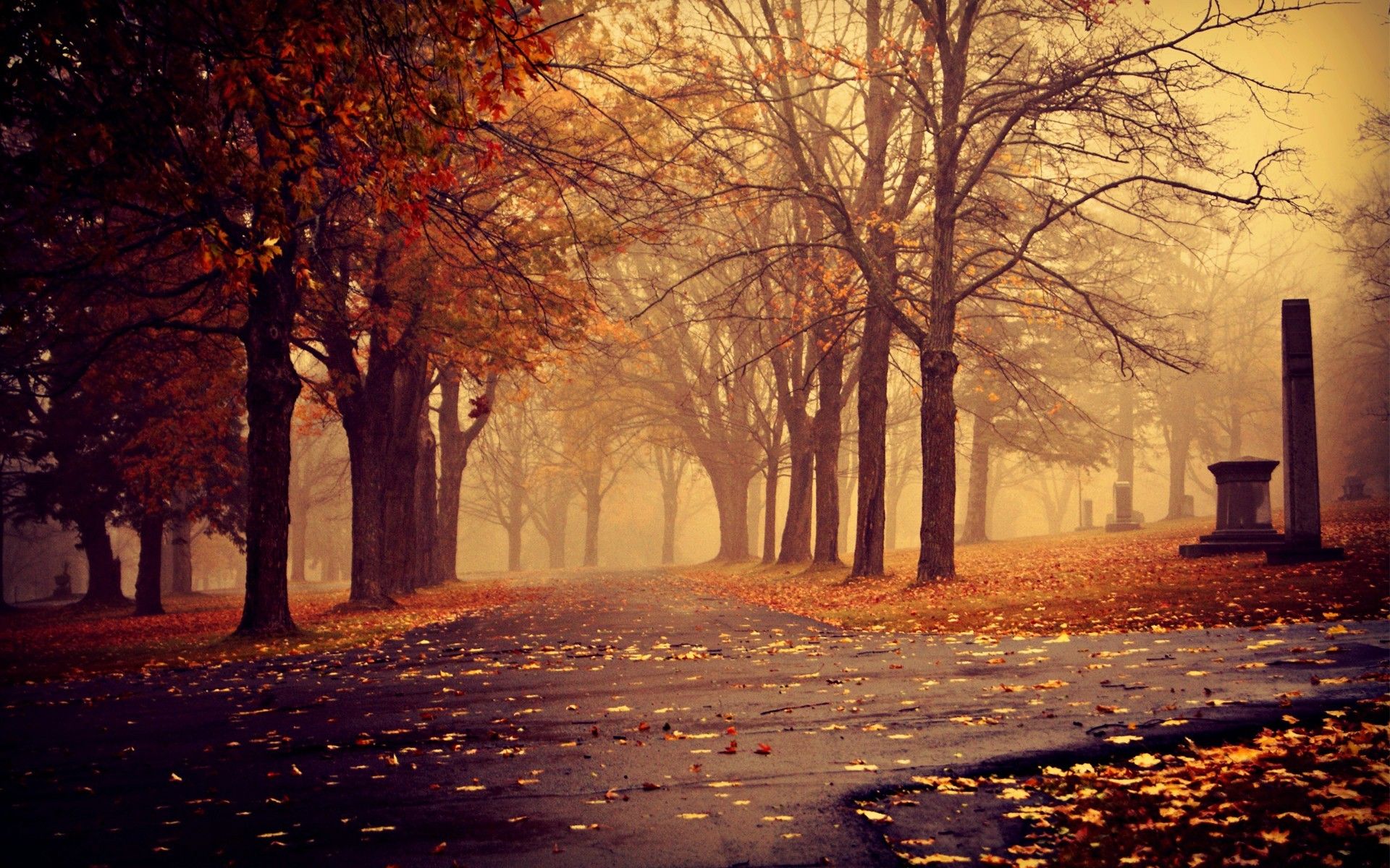 A foggy autumn day in a park with trees and leaves on the ground. - Vintage fall