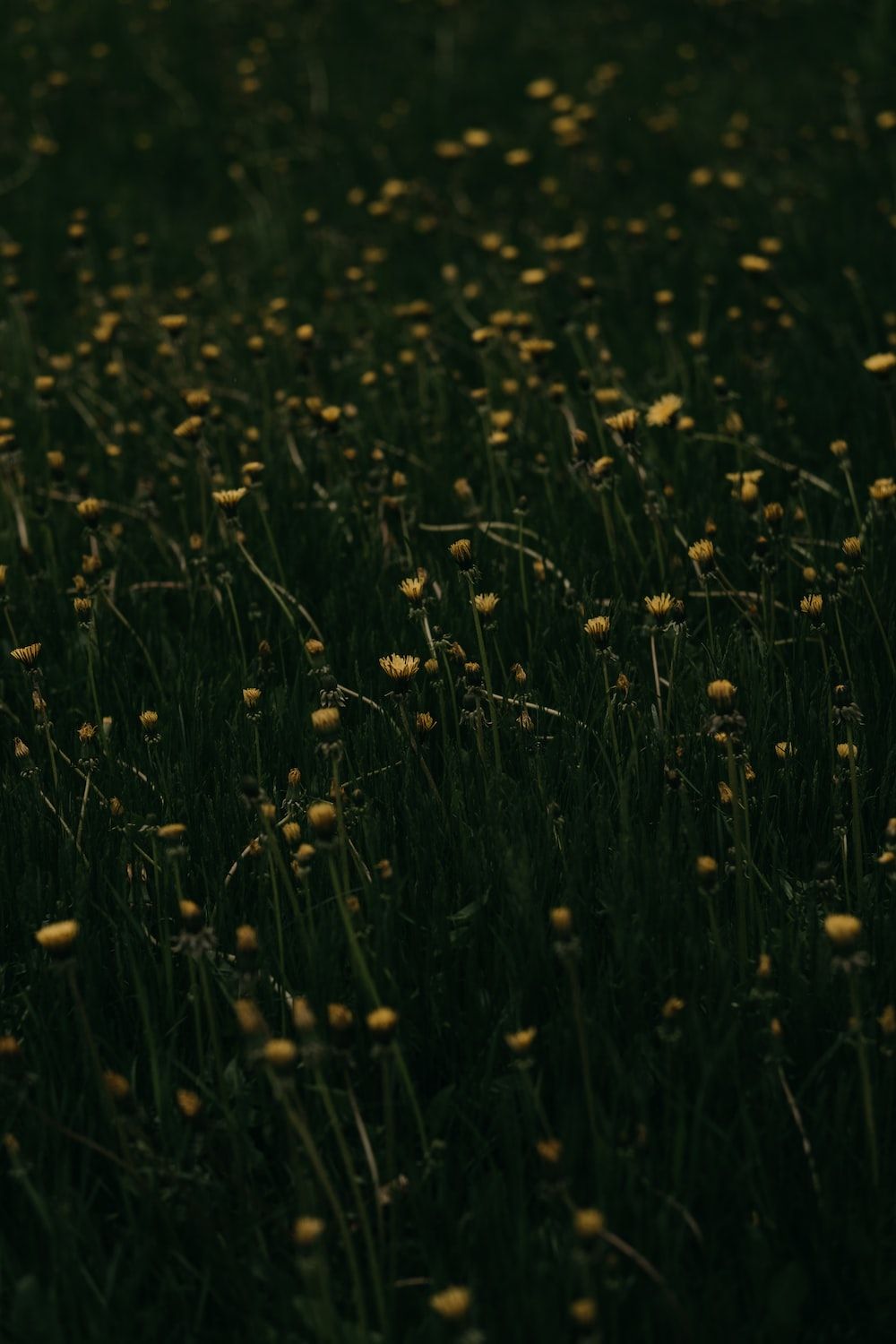 A field of dandelions at night. - Dark green