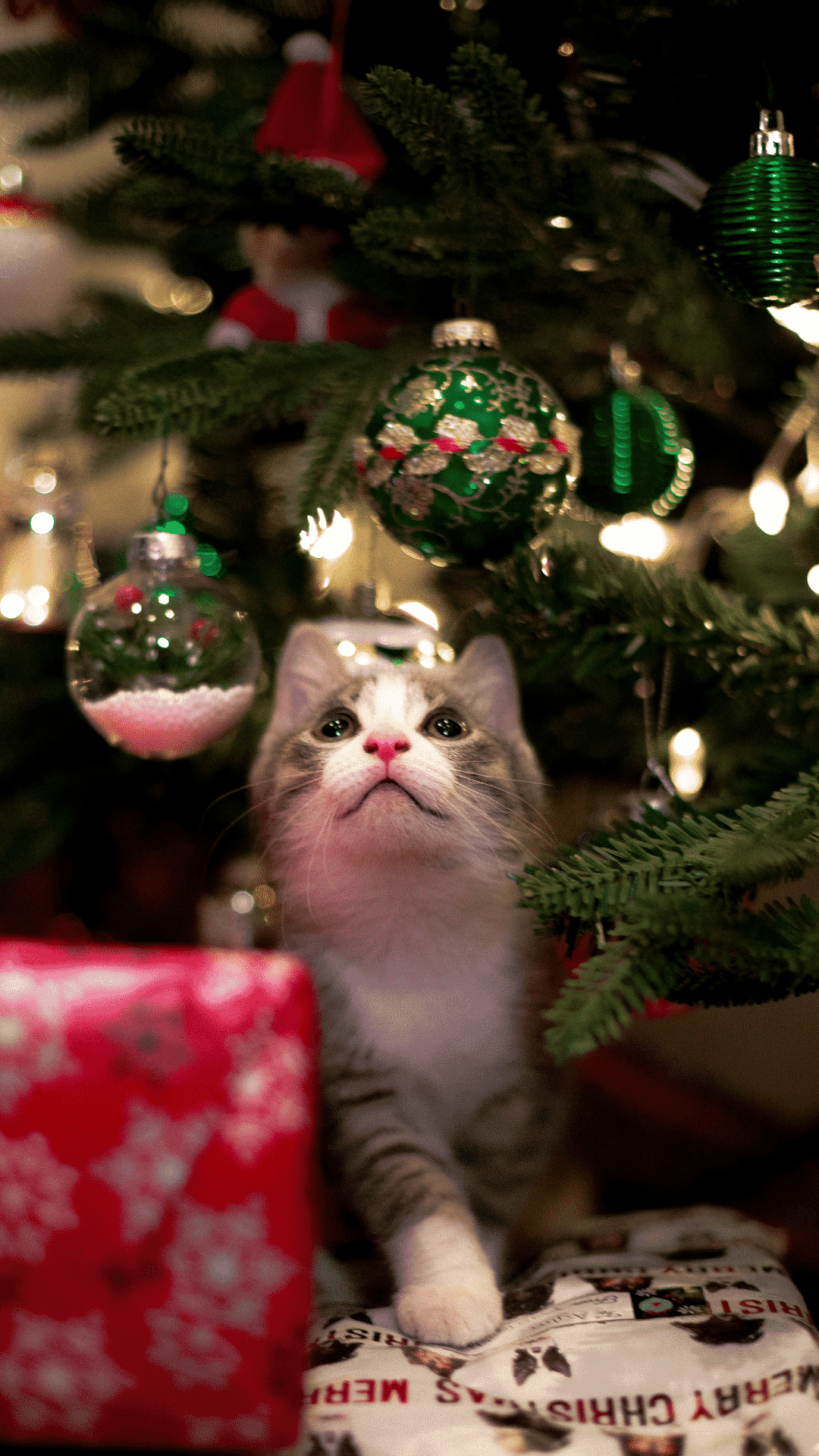 A cat sitting under a Christmas tree with presents. - Cute Christmas