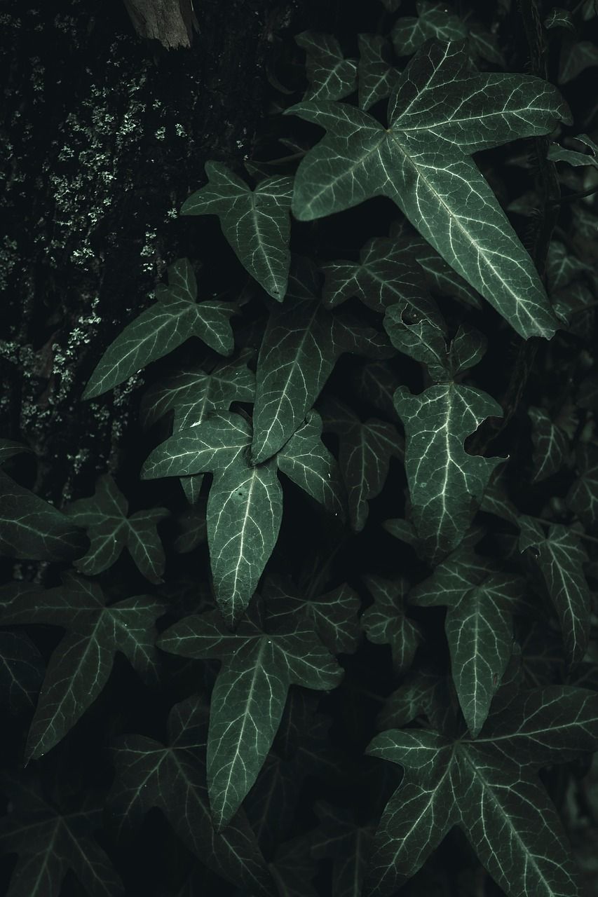A green plant with dark green leaves - Dark green