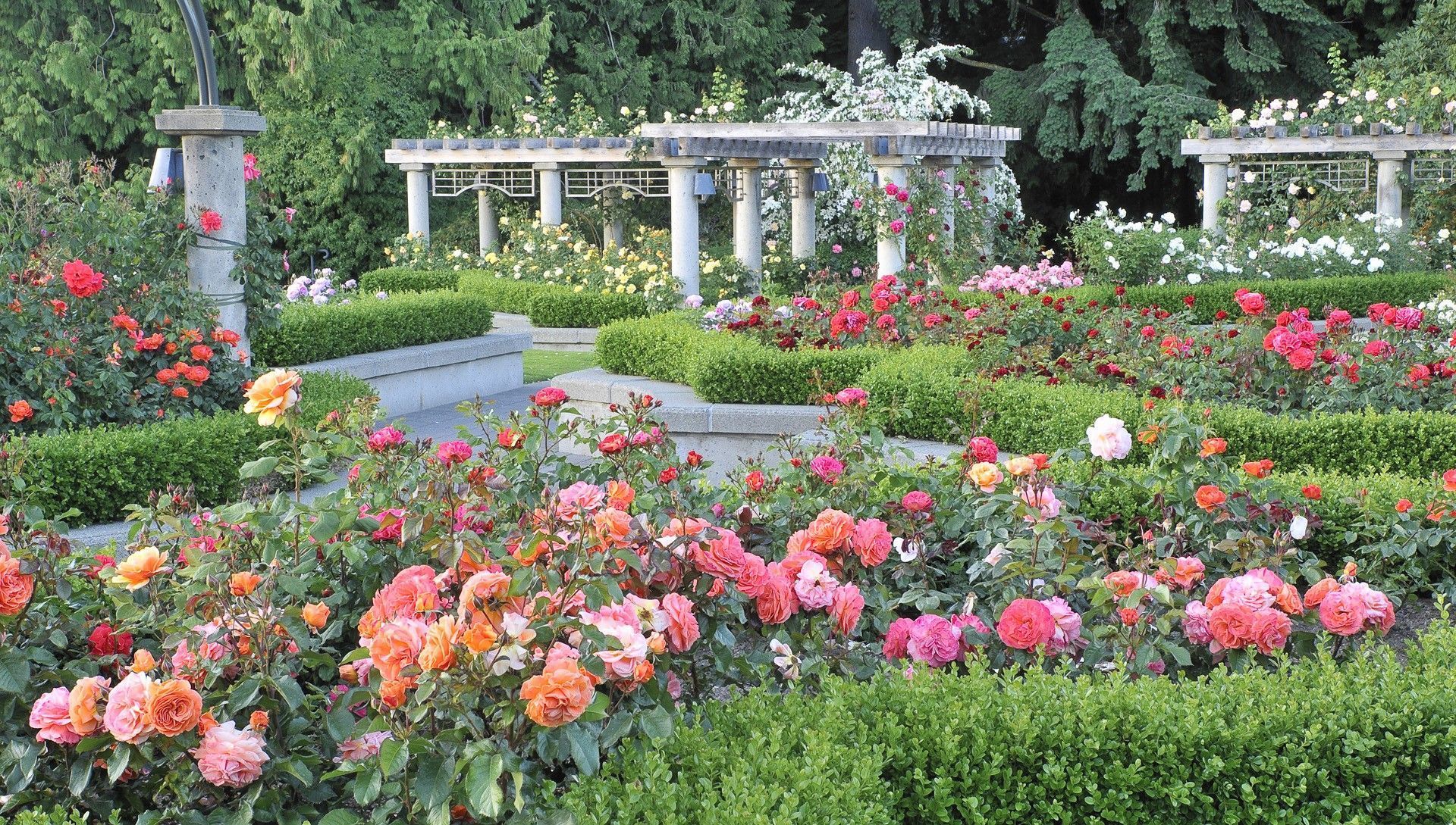 A rose garden with hedges and a pergola - Garden