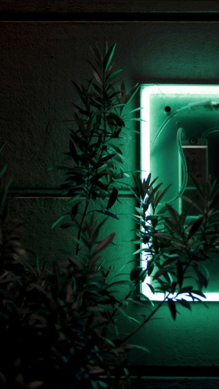 A green neon sign illuminates a wall with plants in the foreground. - Dark green