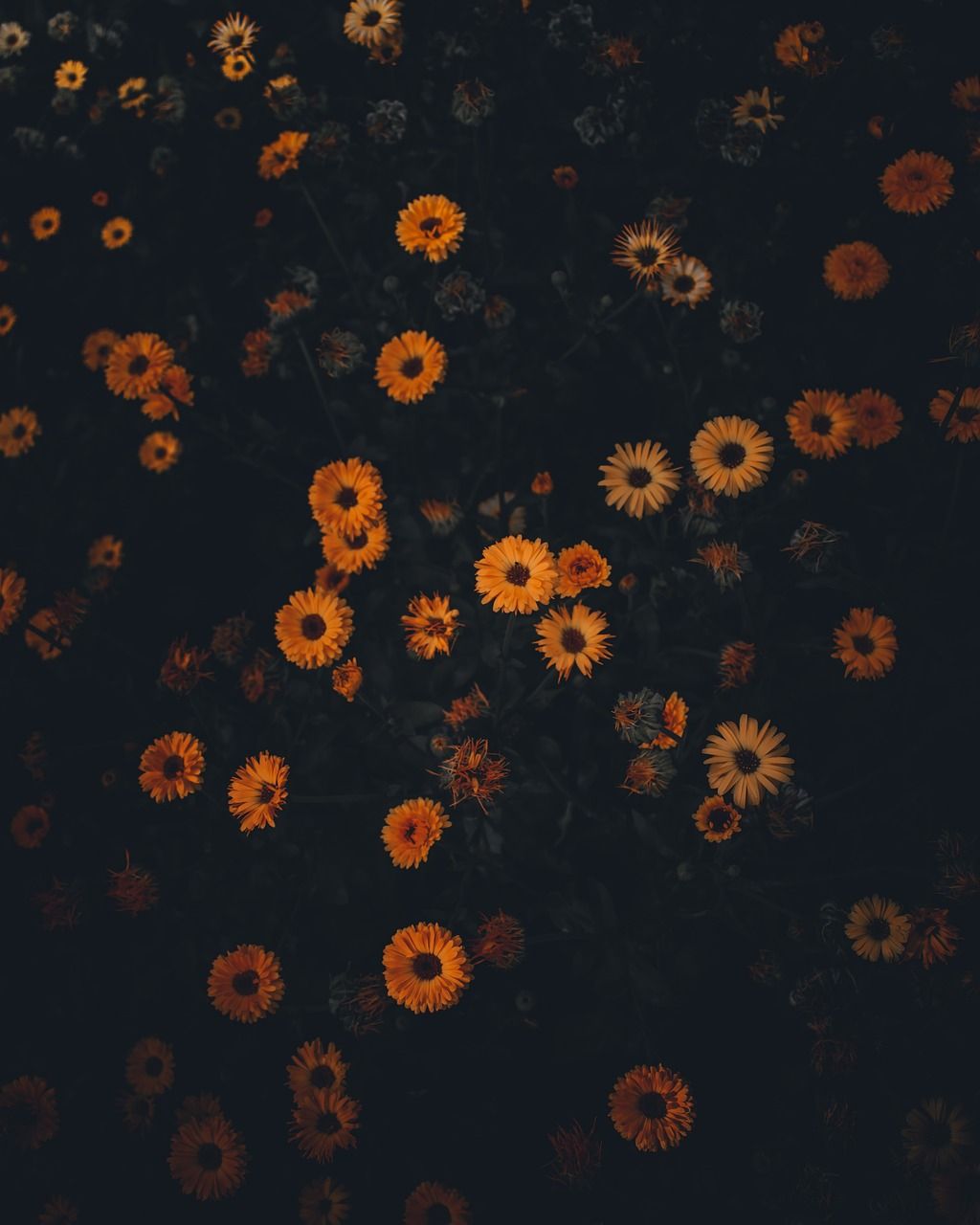A field of yellow flowers at night - Vintage fall