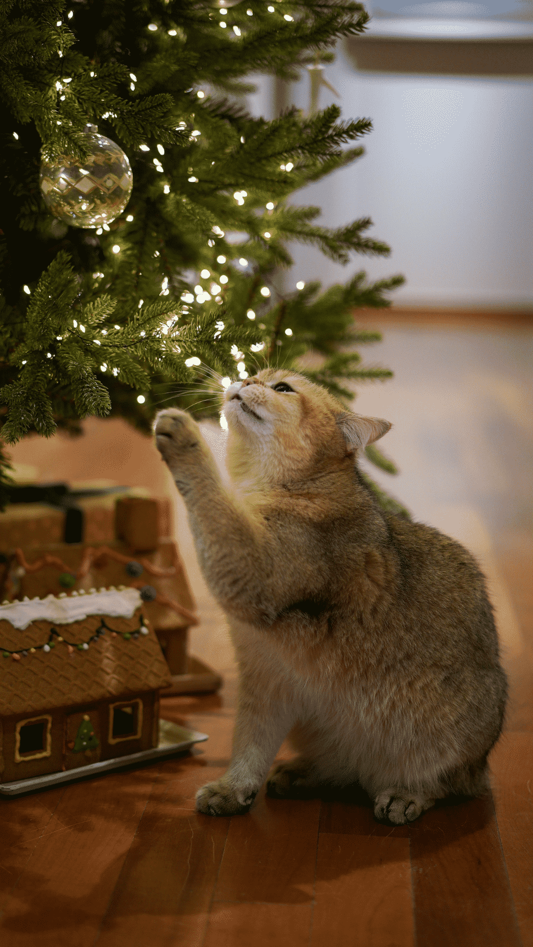 A cat sitting under a Christmas tree - Cute Christmas