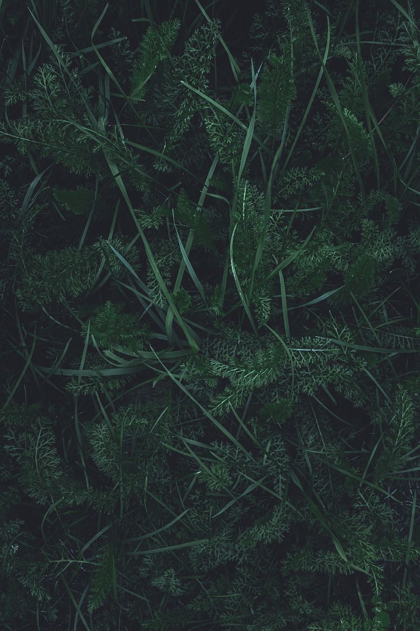 A photo of a field of green grass. - Dark green